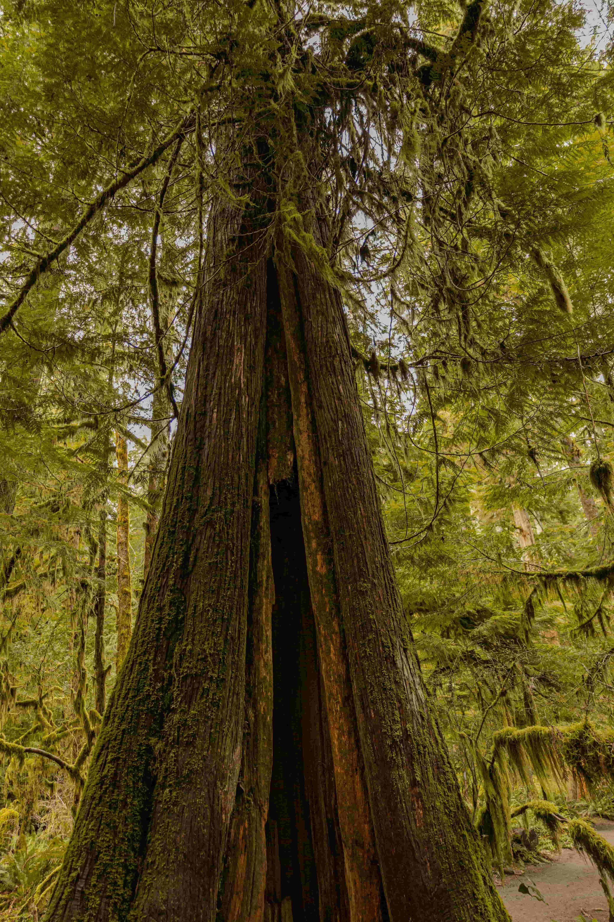 Olympic National Forest - Bonaventure