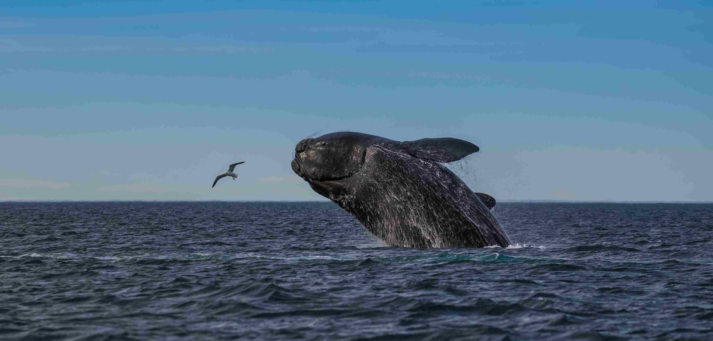 Whale Trail off Ruby Beach - Bonaventure
