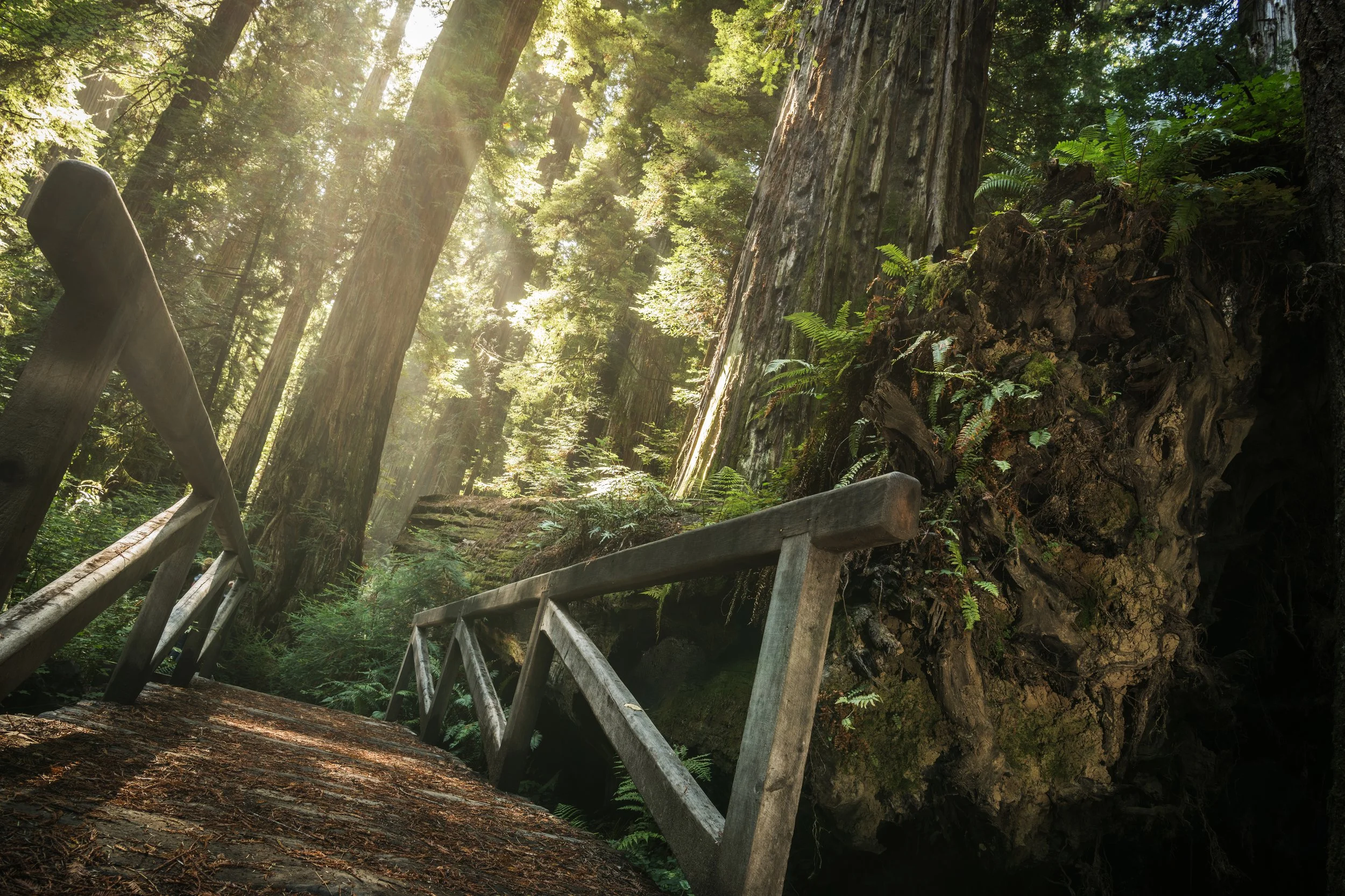 vecteezy_wooden-bridge-in-californian-redwood-national-park_35924283.jpg