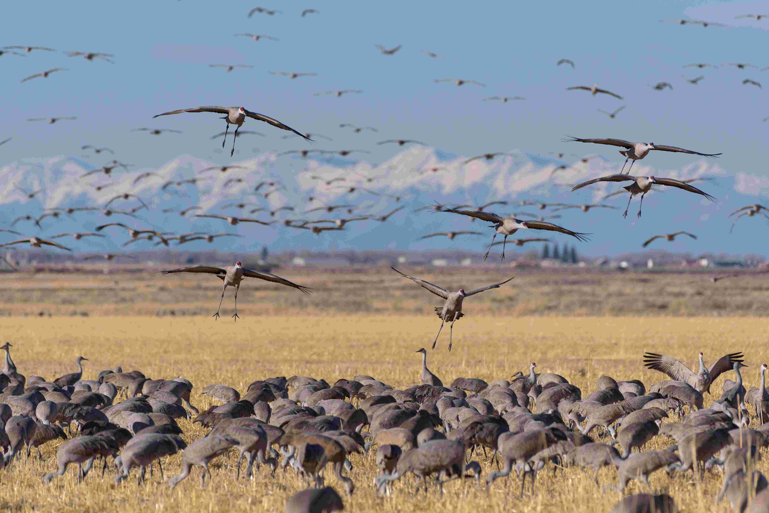 Sandhill Crane Migration (Platte River) - Bonaventure