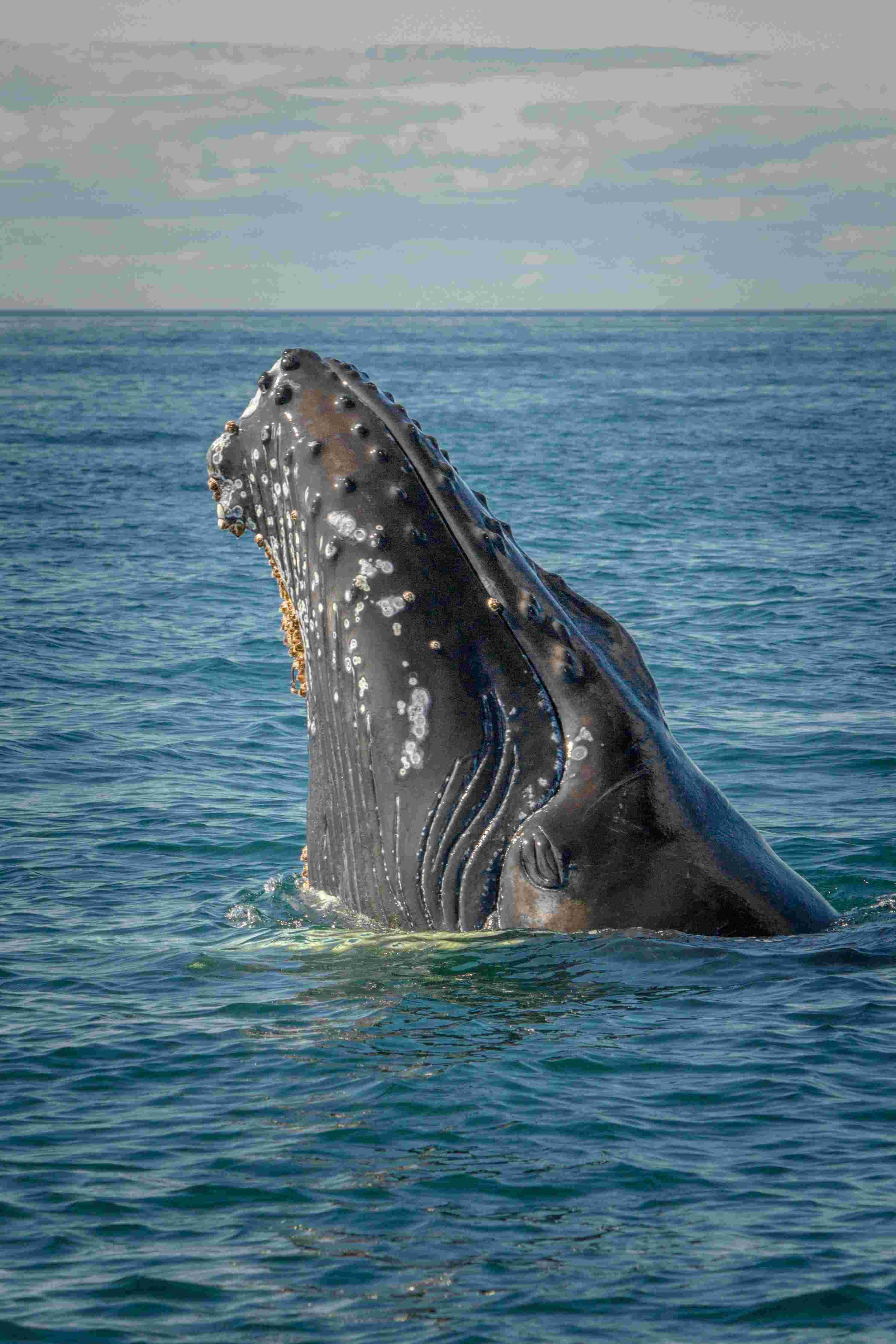 Whale Trail off Ruby Beach - Bonaventure