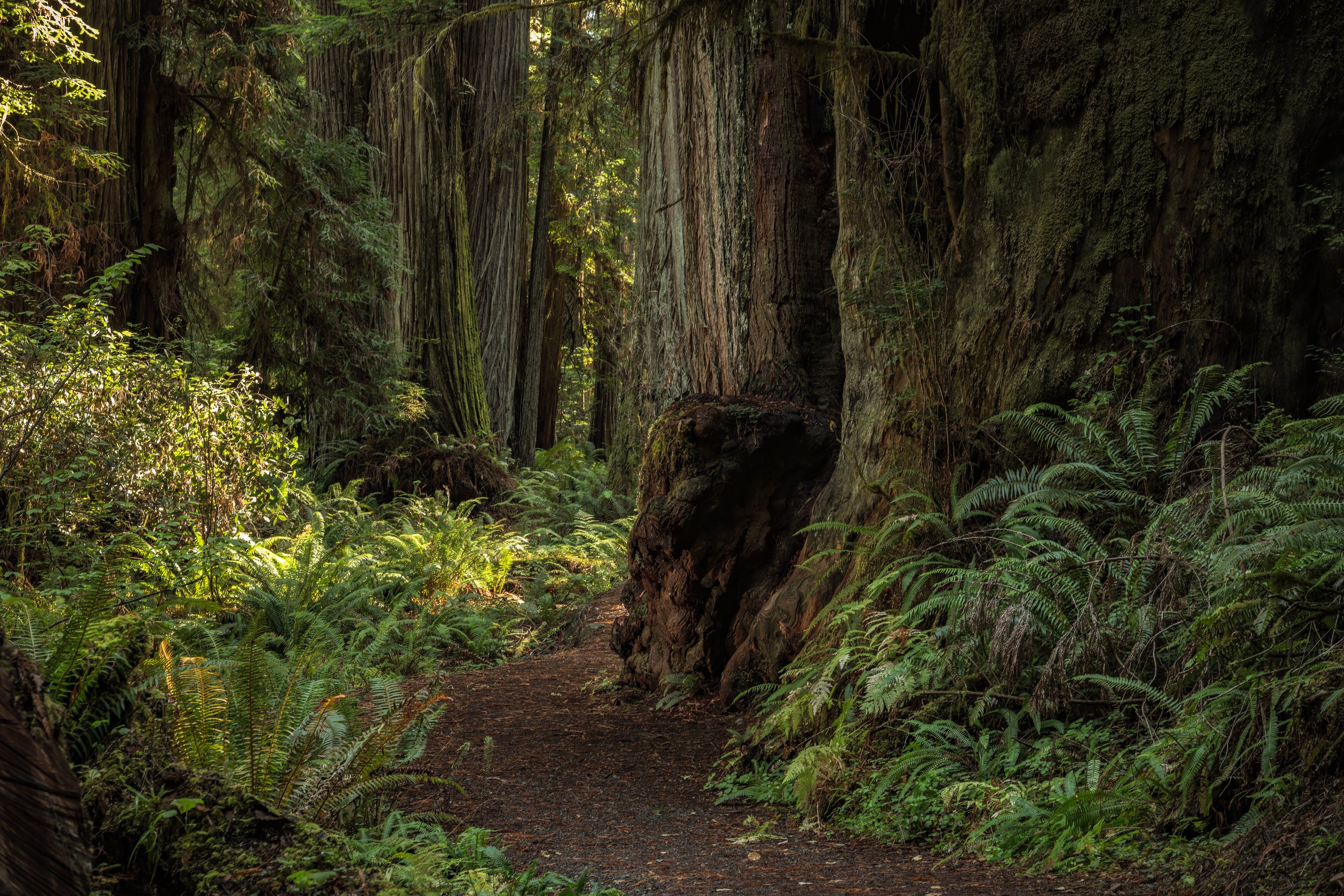 vecteezy_scenic-redwood-forest-trail_24627340.jpeg