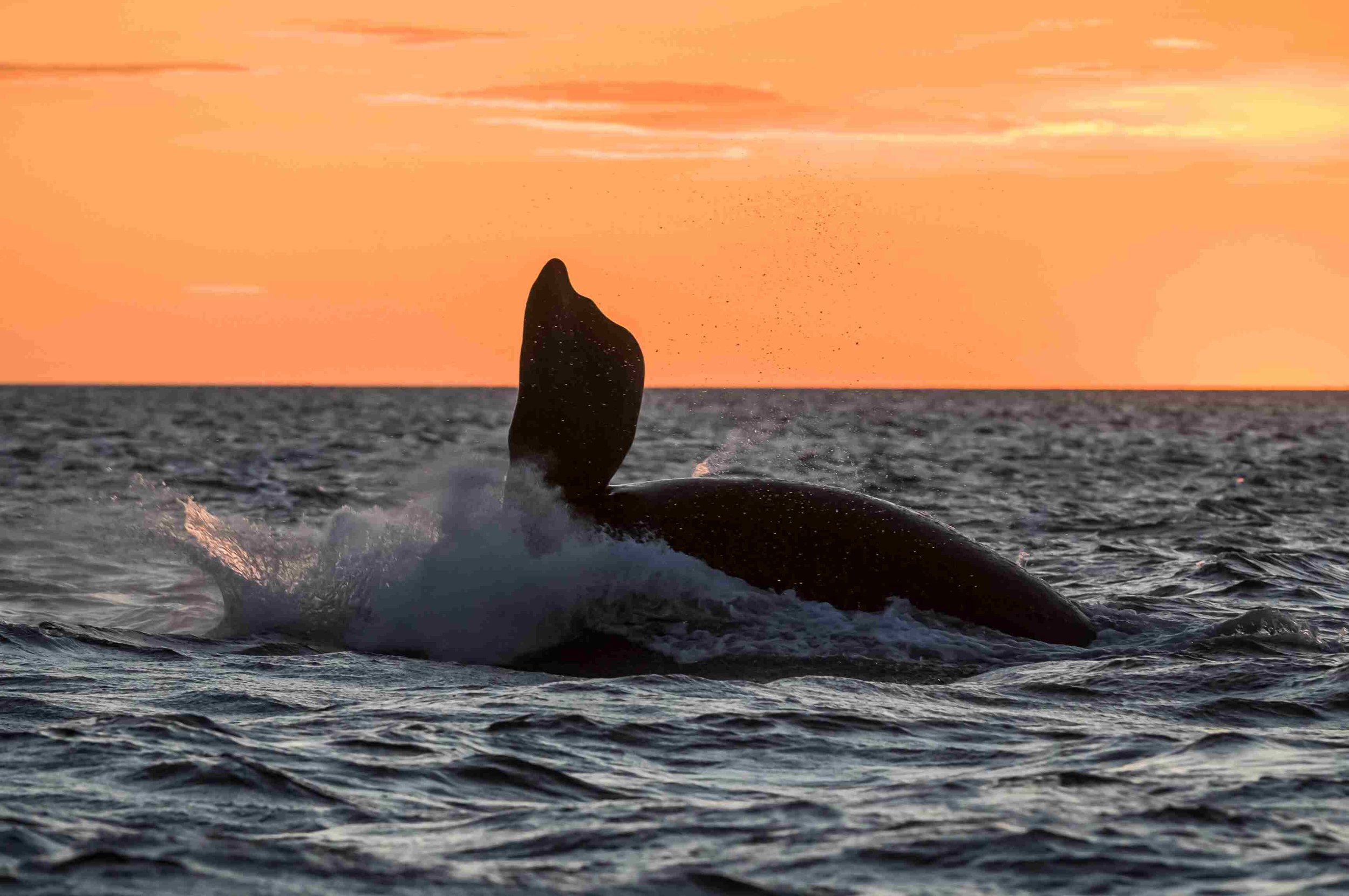 Whale Trail off Ruby Beach - Bonaventure