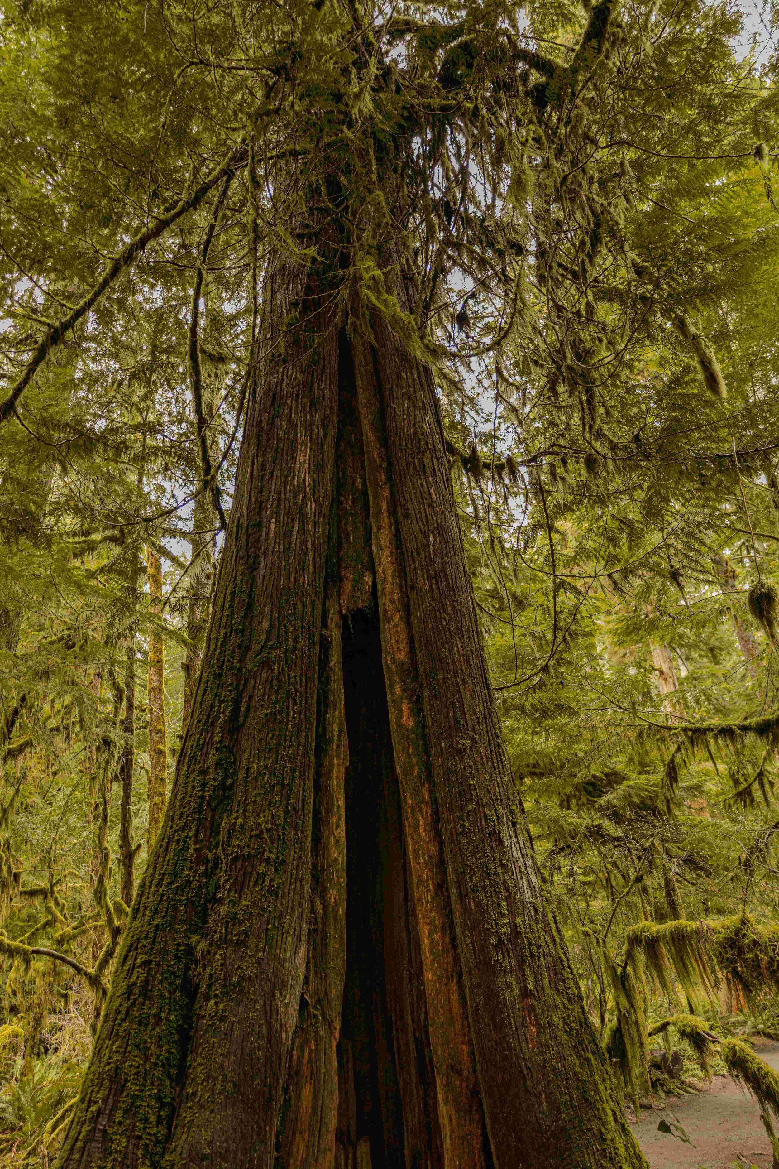 Return to Nature: Whispers of the Wild Package - Bonaventure