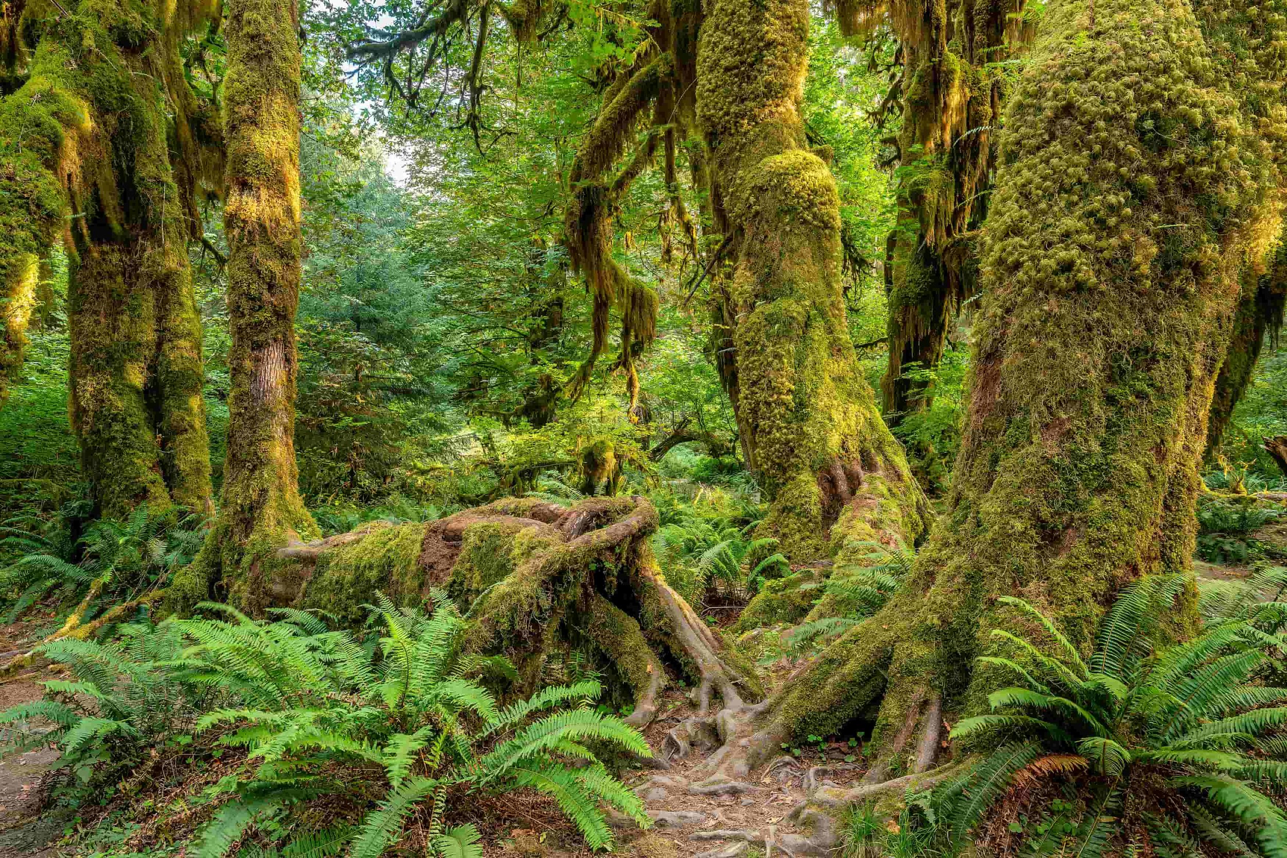 Olympic National Forest - Bonaventure