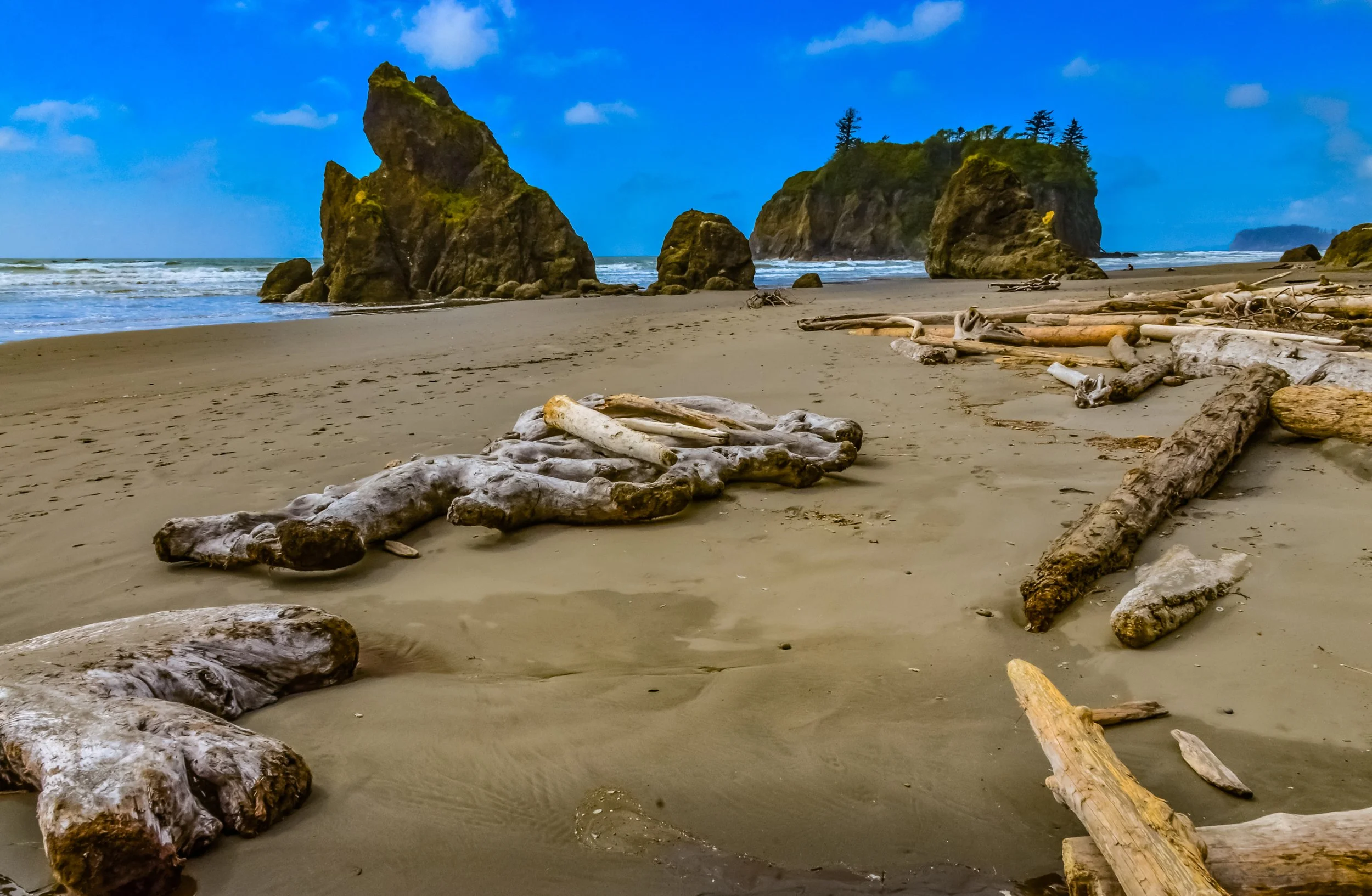 vecteezy_trunks-of-fallen-trees-at-low-tide-on-the-pacific-ocean-in_49277201.jpg