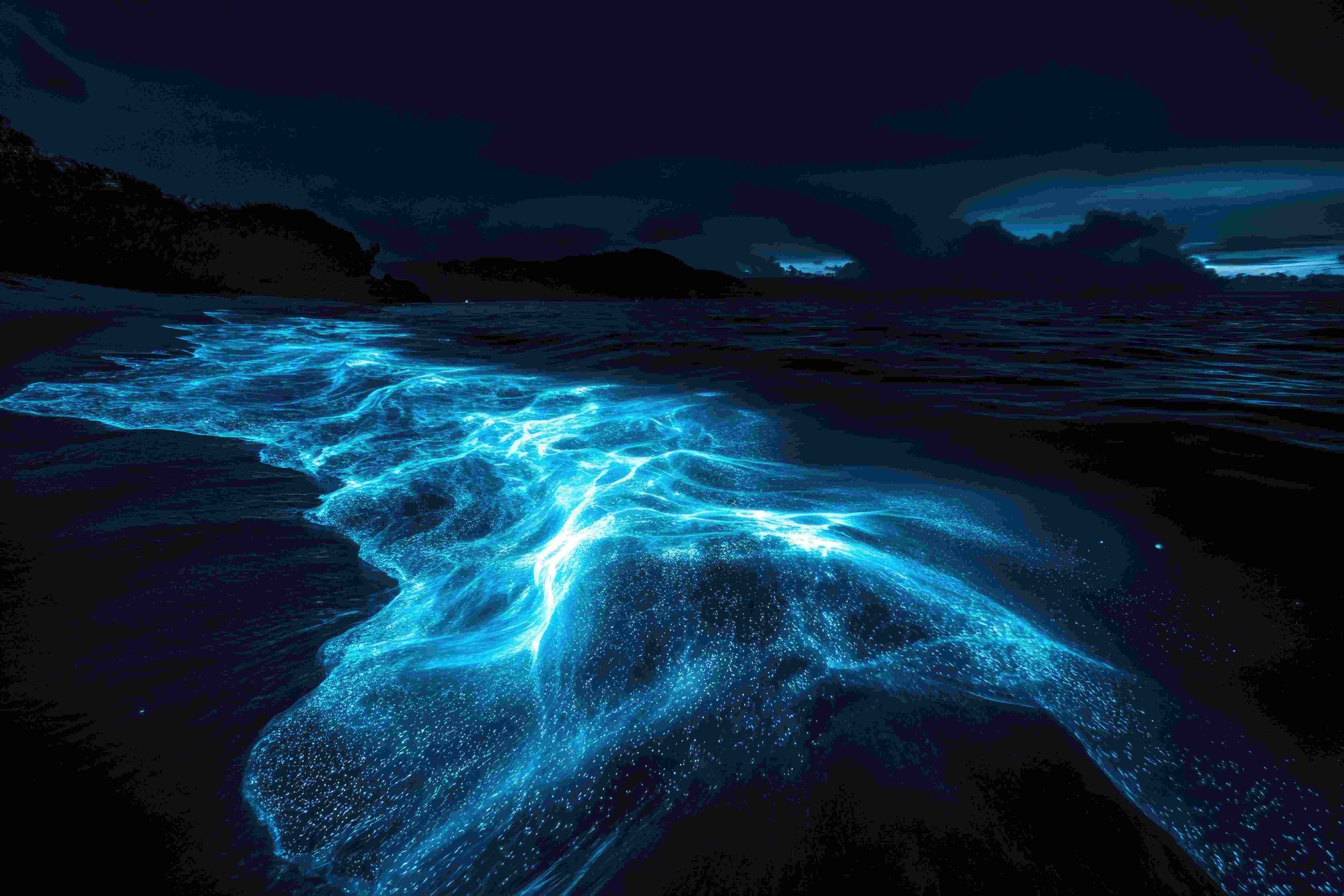 Bioluminescence - Puget Sound - Bonaventure