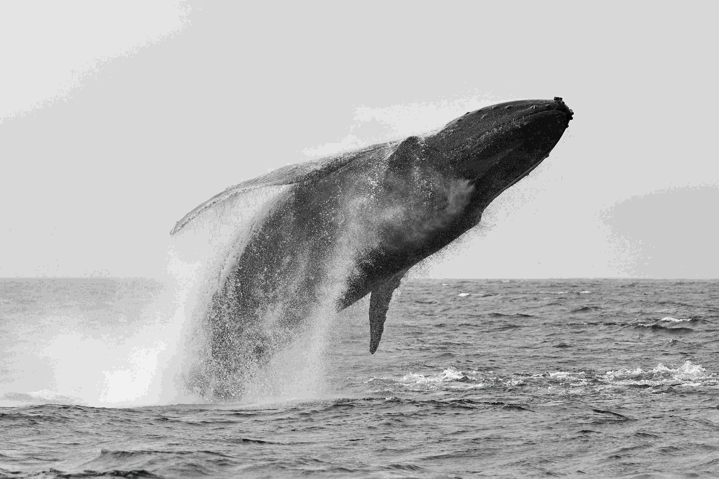 Whale Trail off Ruby Beach - Bonaventure