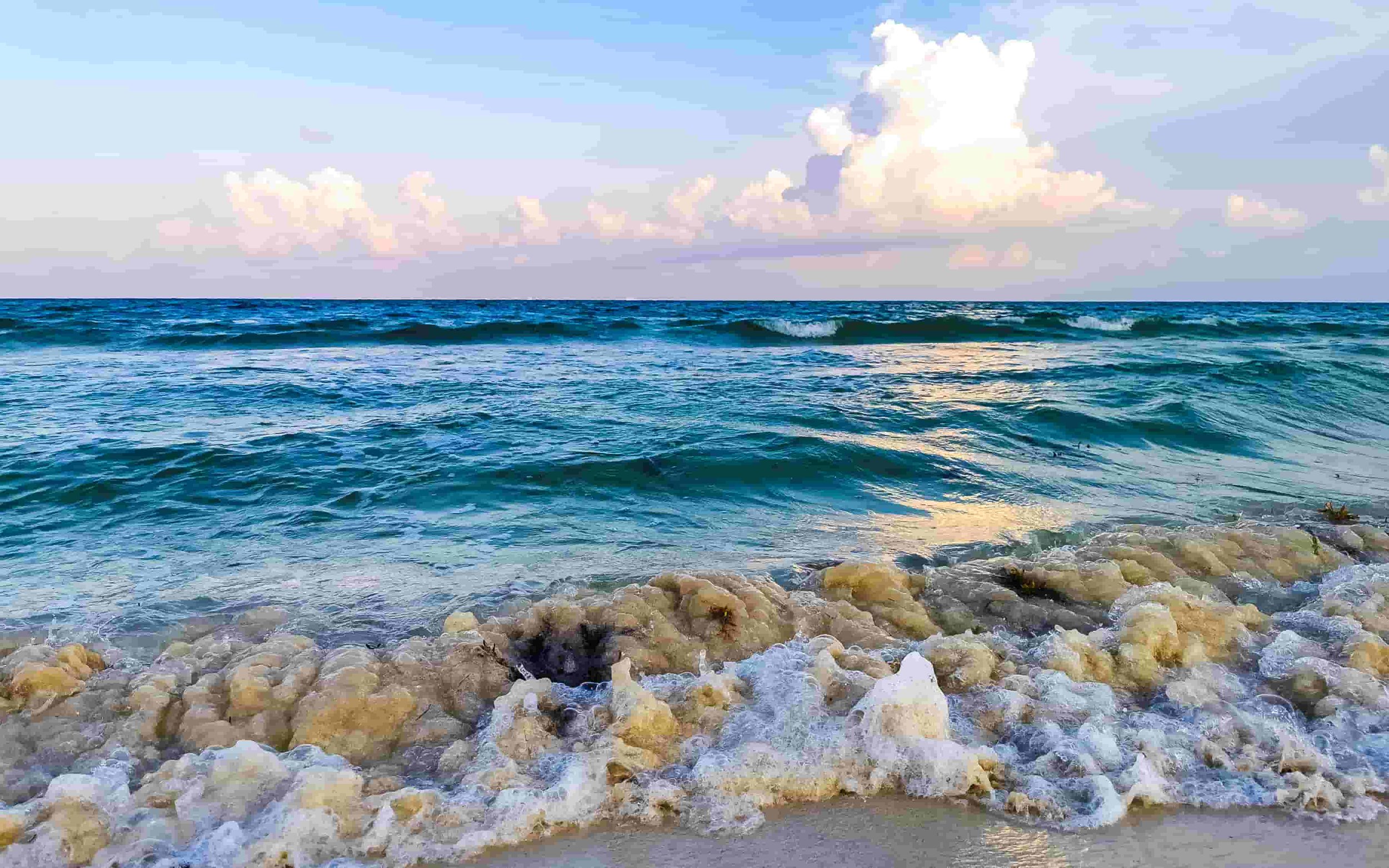 Dolphins at Sunset in Pensacola - Bonaventure