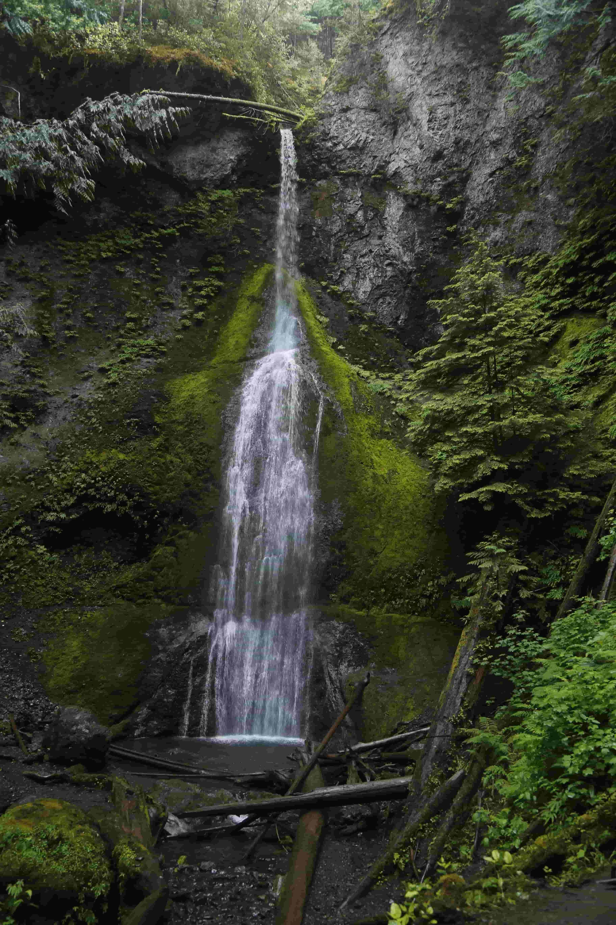 Olympic National Forest - Bonaventure