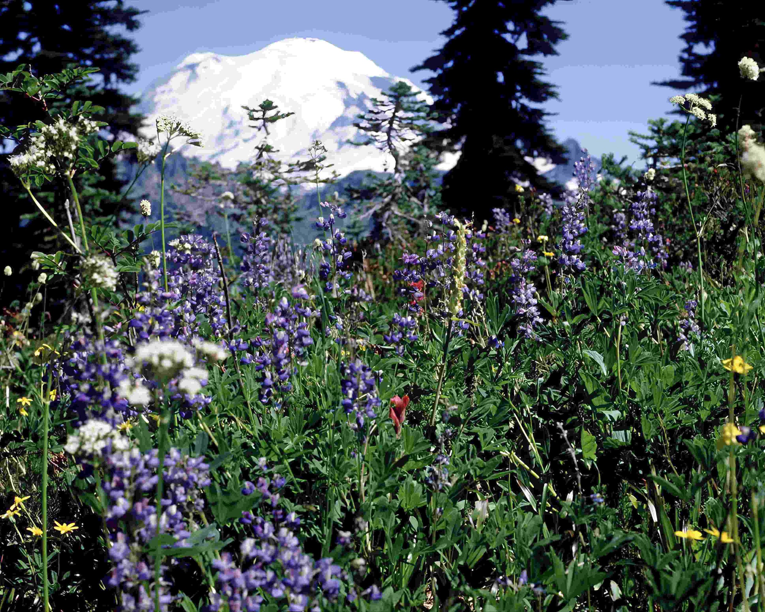 Mount Rainier National Park - Bonaventure