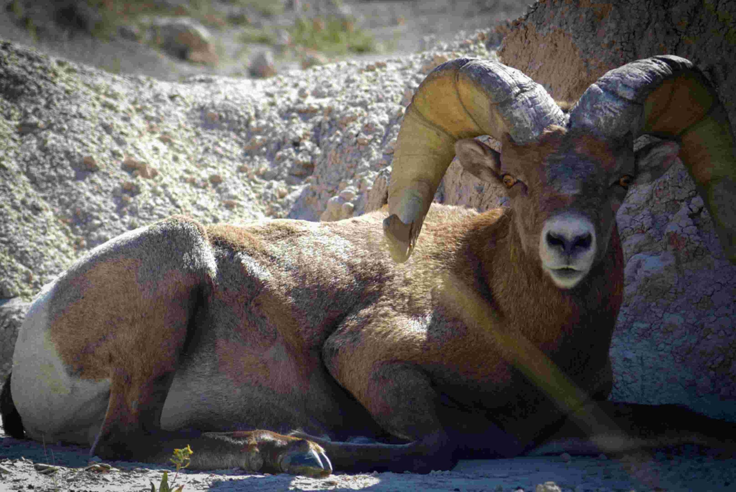 Badlands National Park - Bonaventure