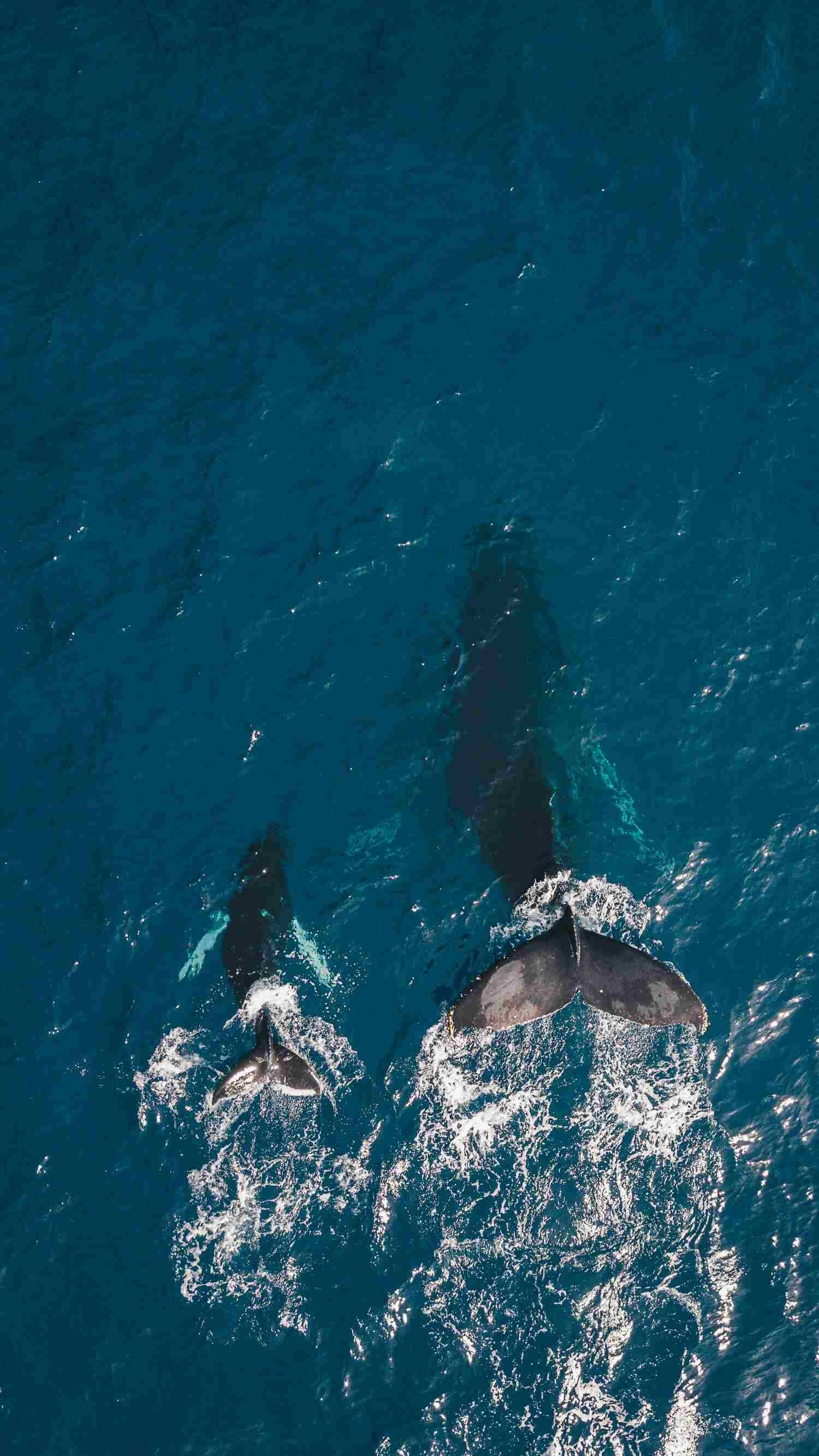 Whale Trail off Ruby Beach - Bonaventure