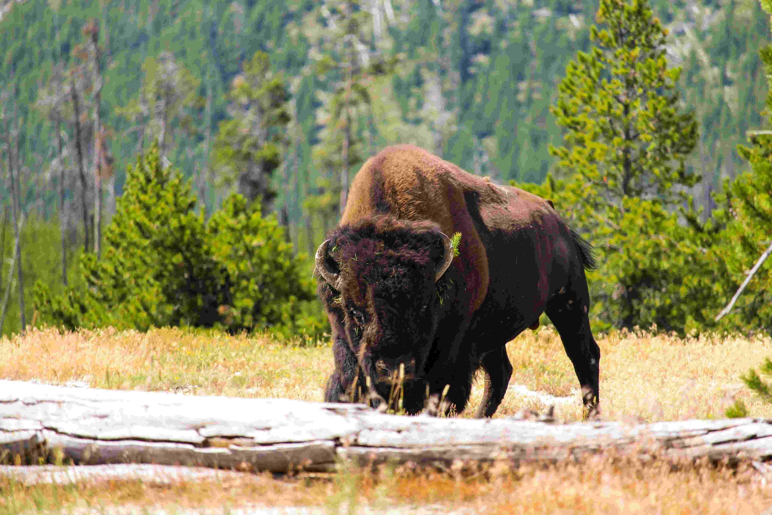 America the Beautiful: Three National Parks Package - Bonaventure