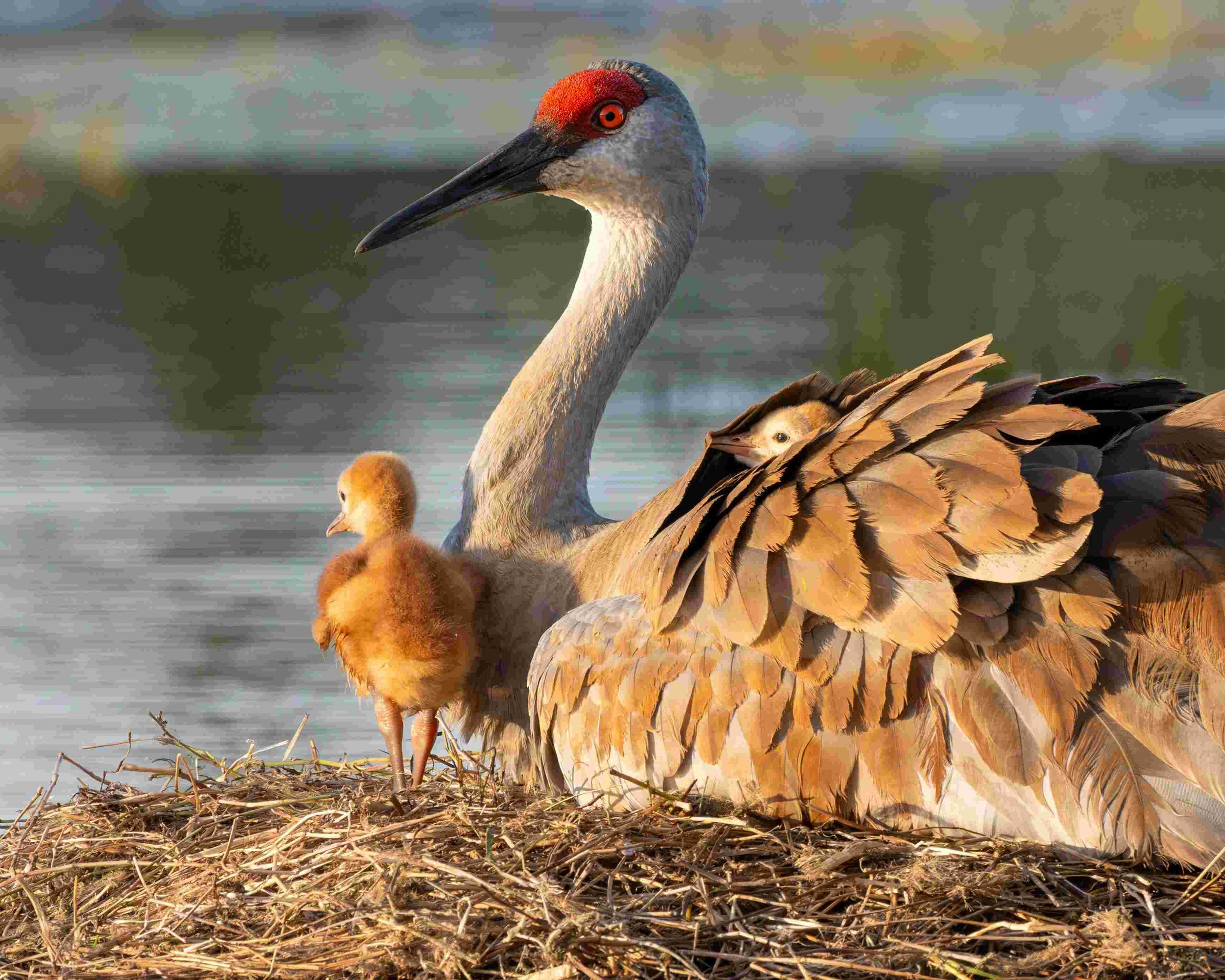 Sandhill Crane Migration (Platte River) - Bonaventure