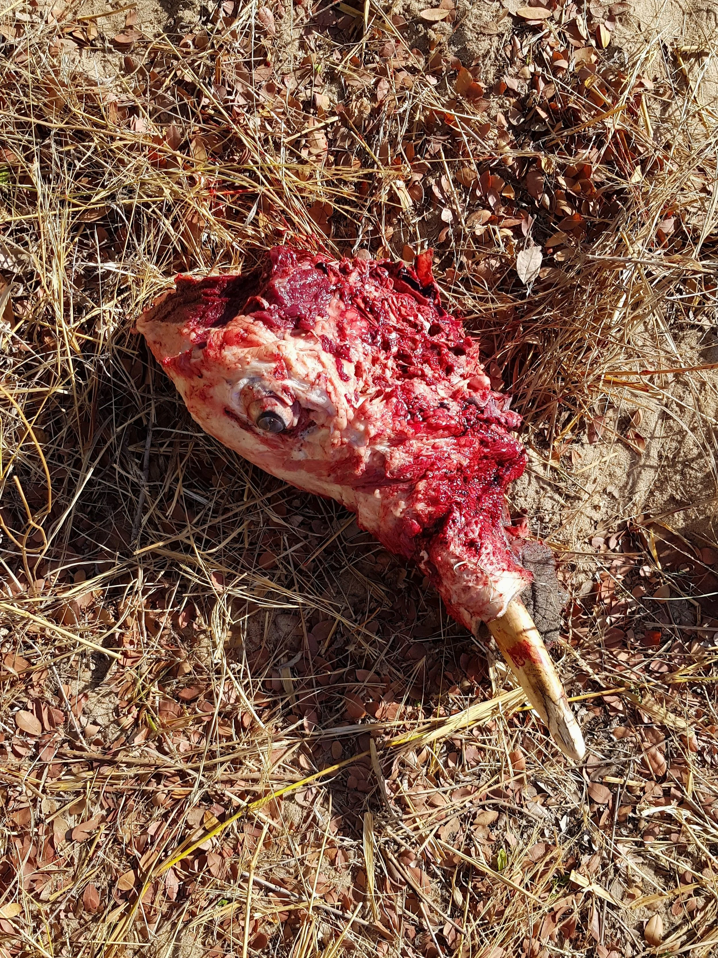 Natural death elephant ivory, all is collected.