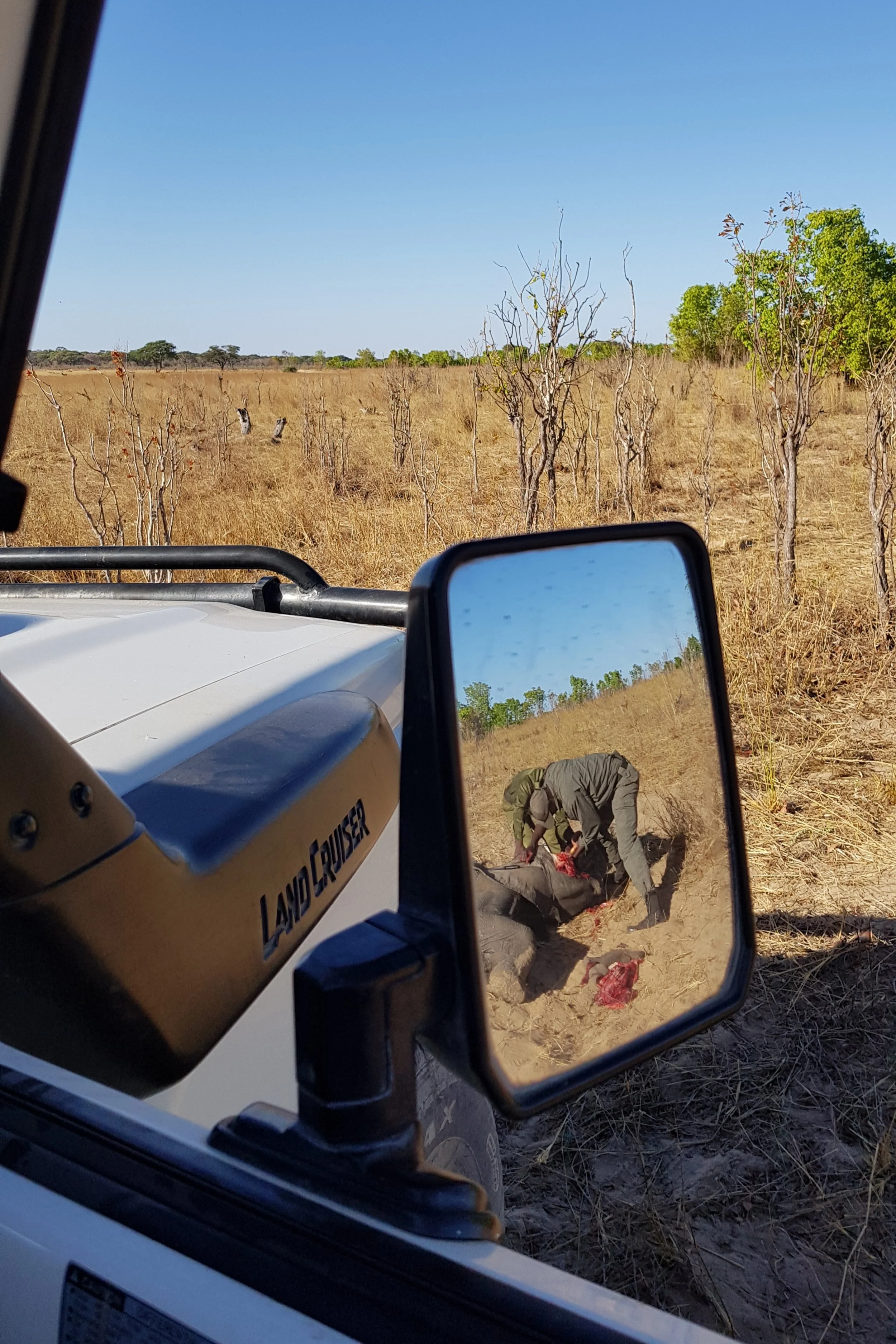 APU scouts get to work removing the ivory from a elephant following its natural death