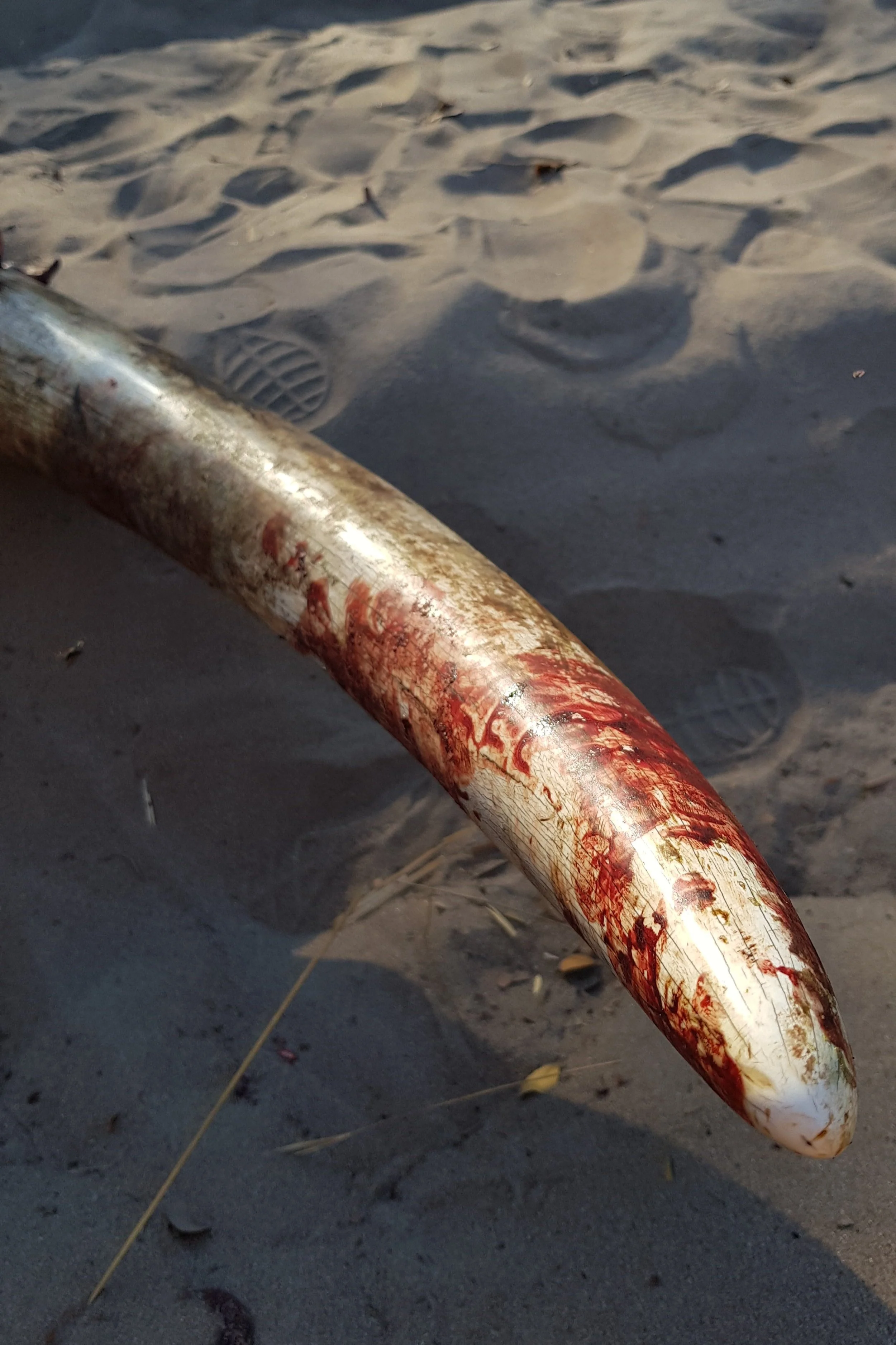 Tusk removed from an elephant following it's natural death.