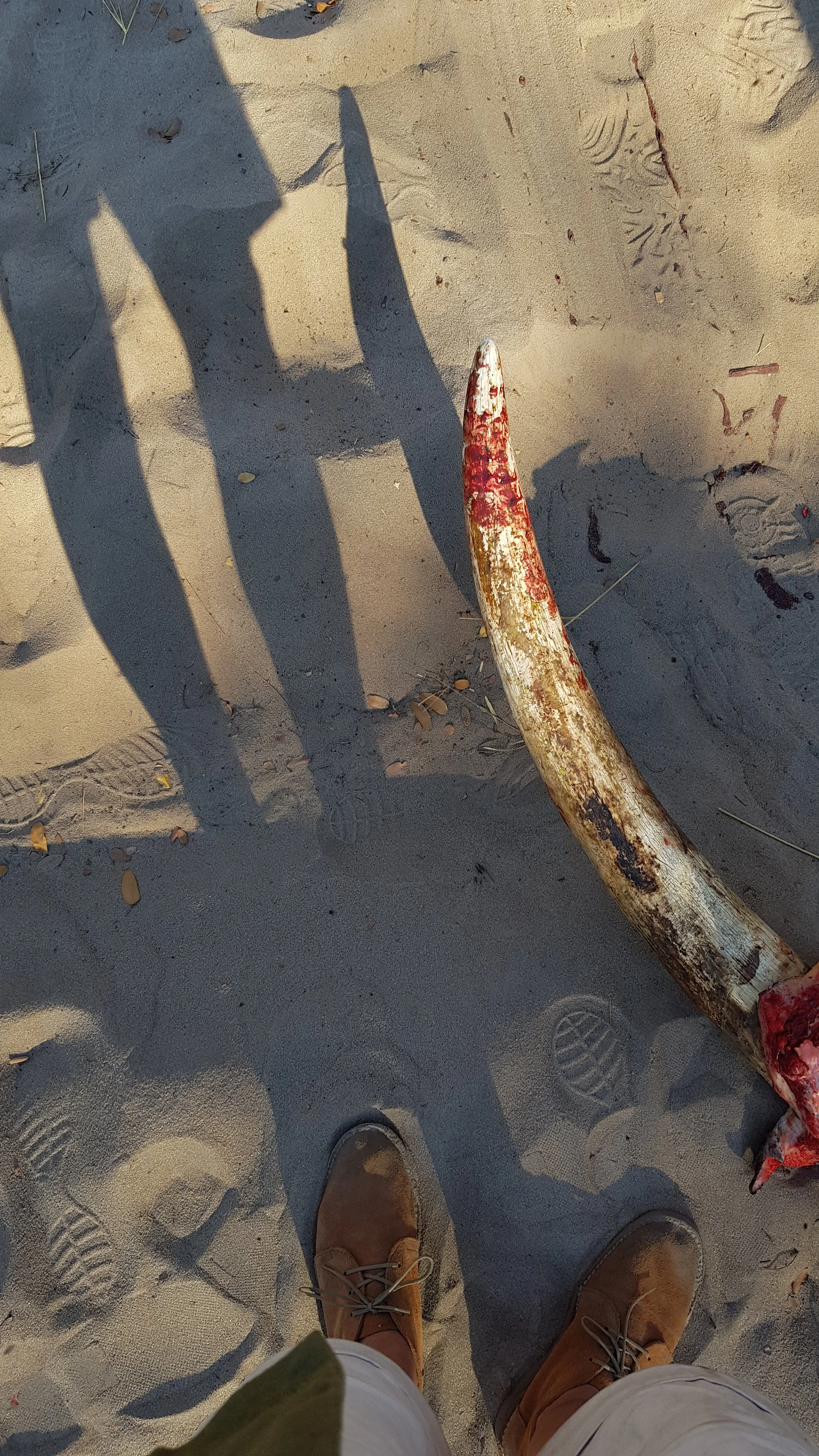 long shadows cast, after a long afternoon spent removing the ivory from a deceased elephant