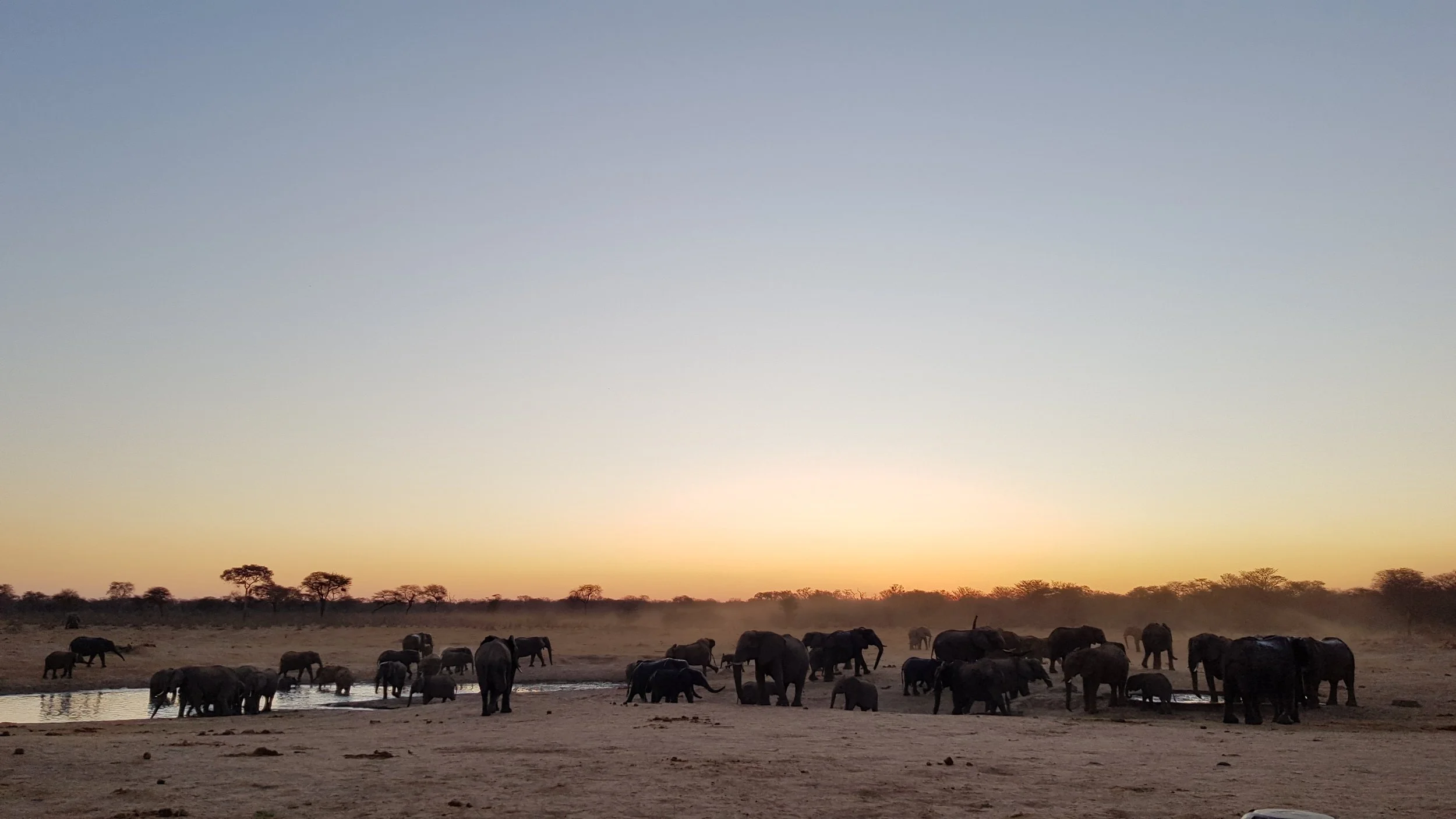 Large elephant herd coming down to quench thirst at a waterhole