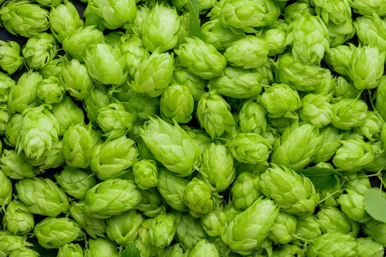 Hops used in beer brewing - understanding ale vs lager styles