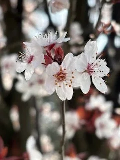 🌸 Il colore della primavera