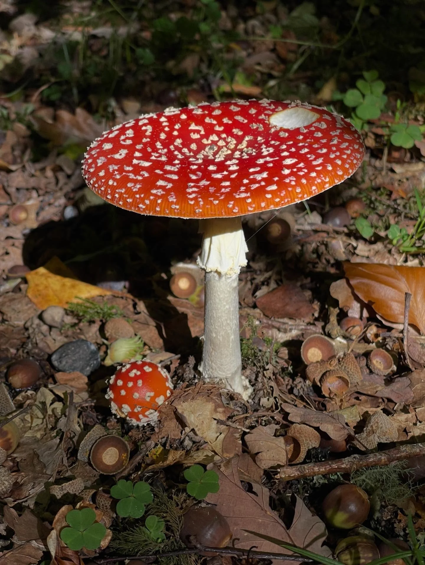 🍄🌀✋🏽Tenho andado por Dartmoor com a @wildwise guiada pelo Chris Salisbury e pela Jo Blake, dois contadores de hist&oacute;rias que vivem a arte da oralidade como algo vivo, em movimento, uma medicina para estes tempos. A Mirel Stambuk, guia de lim