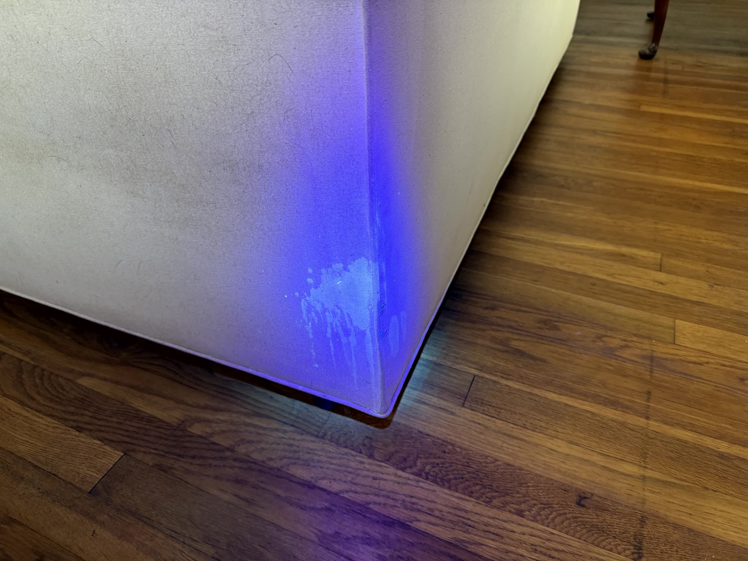 Hidden cat urine stains found on a couch using a UV light.