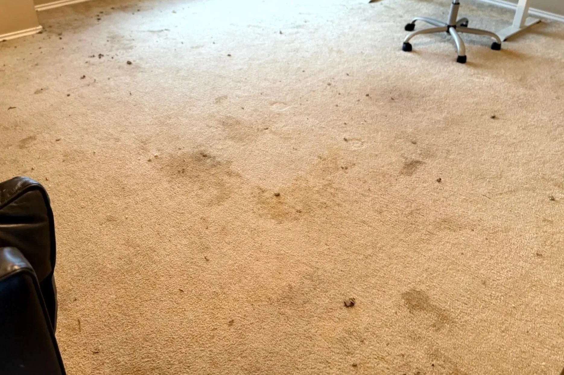 A before photo showing a dirty beige carpet with dust, crumbs, and debris scattered across it.