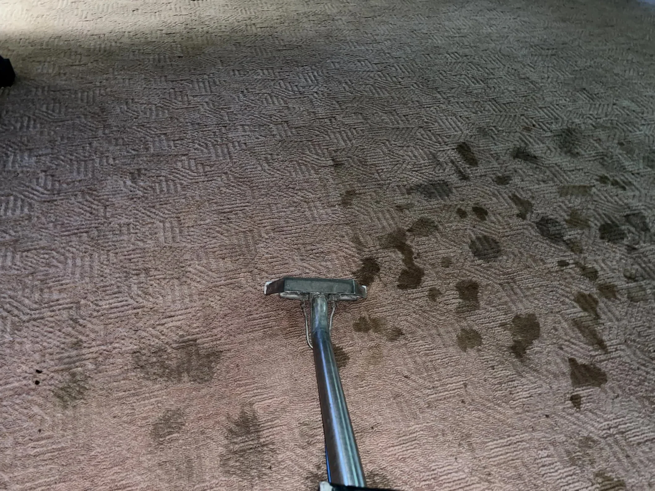 An in progress photo of a carpet clean, showing the left side cleaned and the right side dirty with pet urine stains.