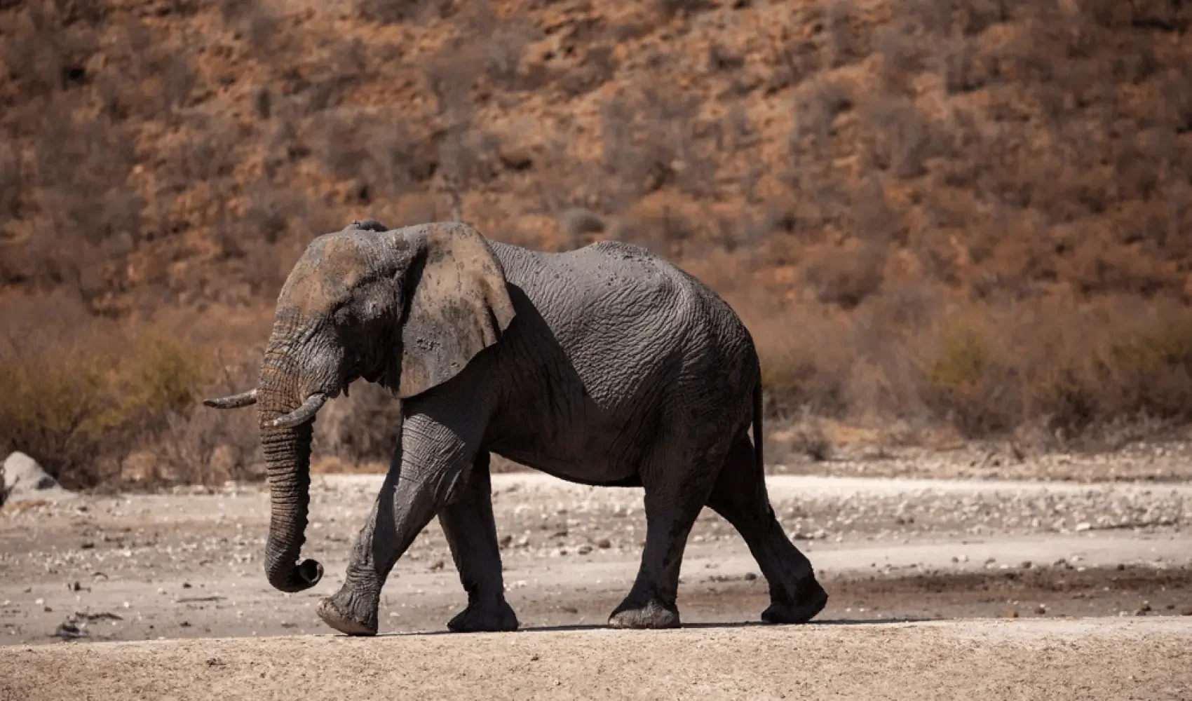 An adult elephant walking on a dirt path in a dry, mountainous landscape.