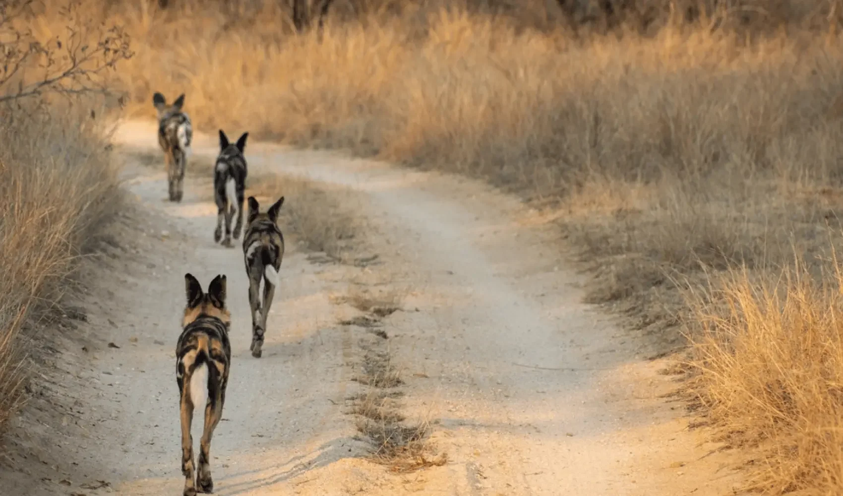 Five wild dogs walking on a dirt path through dry grassland.
