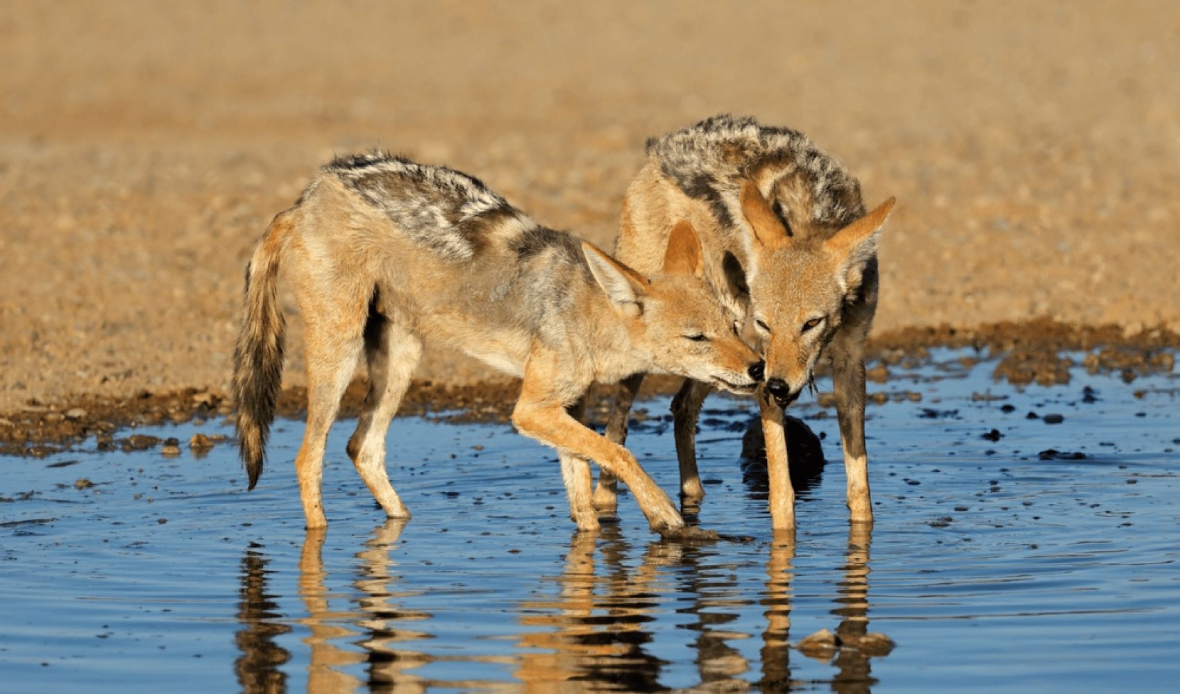 Three coyotes drinking water from a shallow body of water on a sandy terrain.