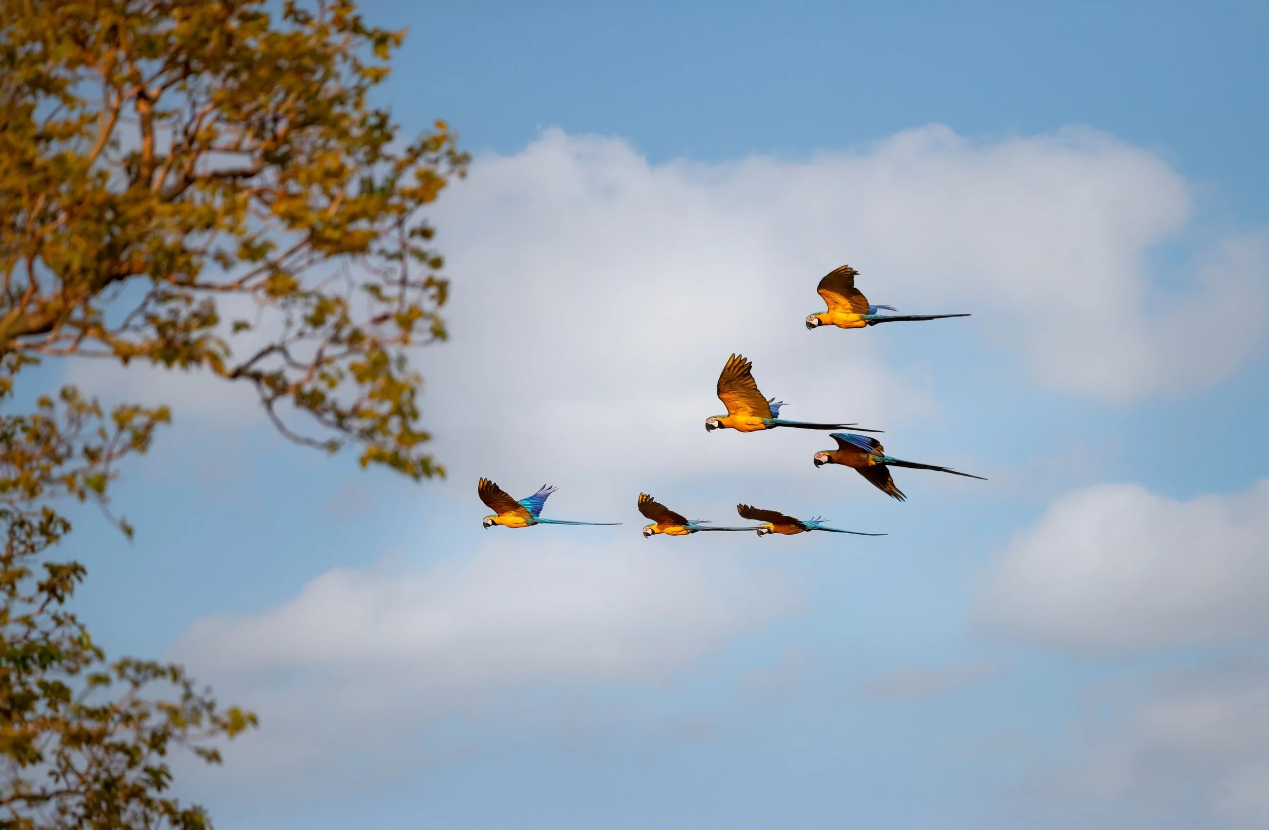 The Pantanal: Why Brazil’s Great Wetlands Rivals Africa for Wildlife&nbsp;