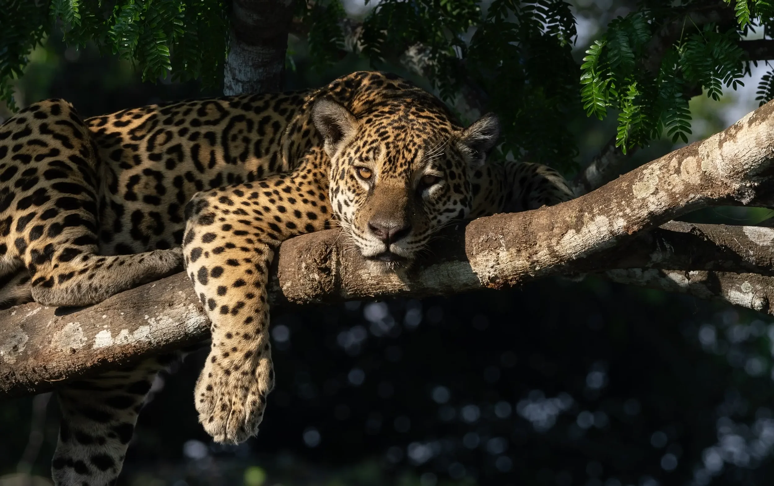 Seeing Jaguars With Us: A Big Cat Biologist on Seeing Jaguars in Brazil’s Pantanal