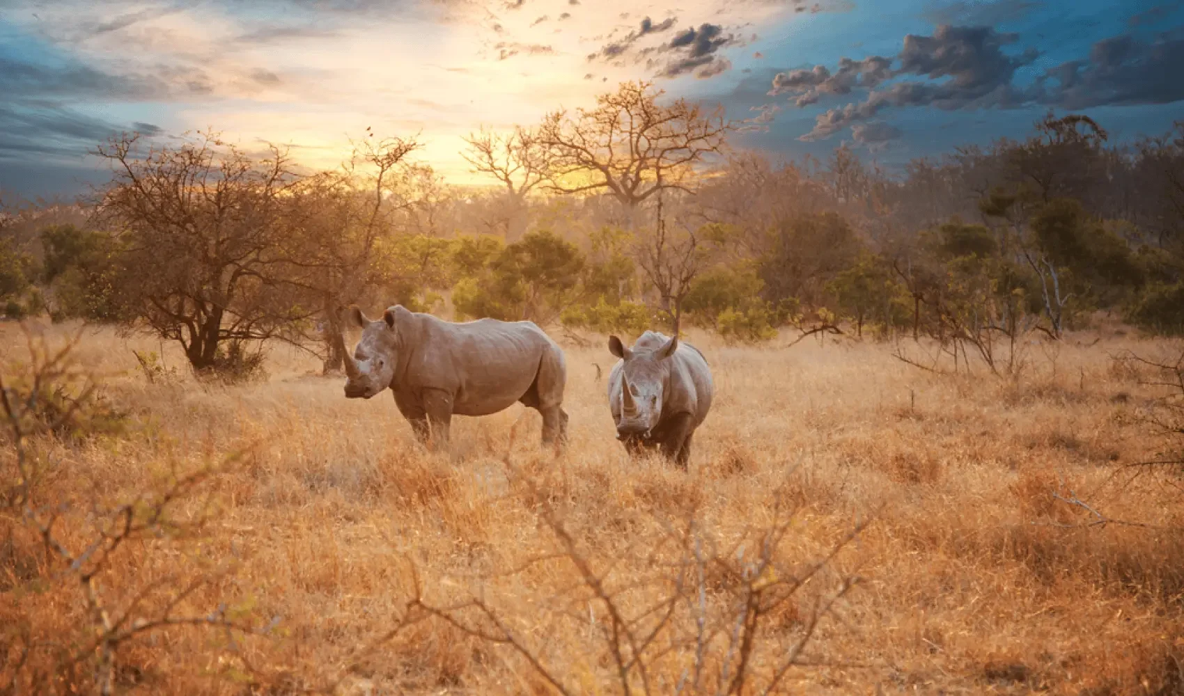 Two white rhinos standing in a dry grassland at sunset with sparse trees and a partly cloudy sky in the background.
