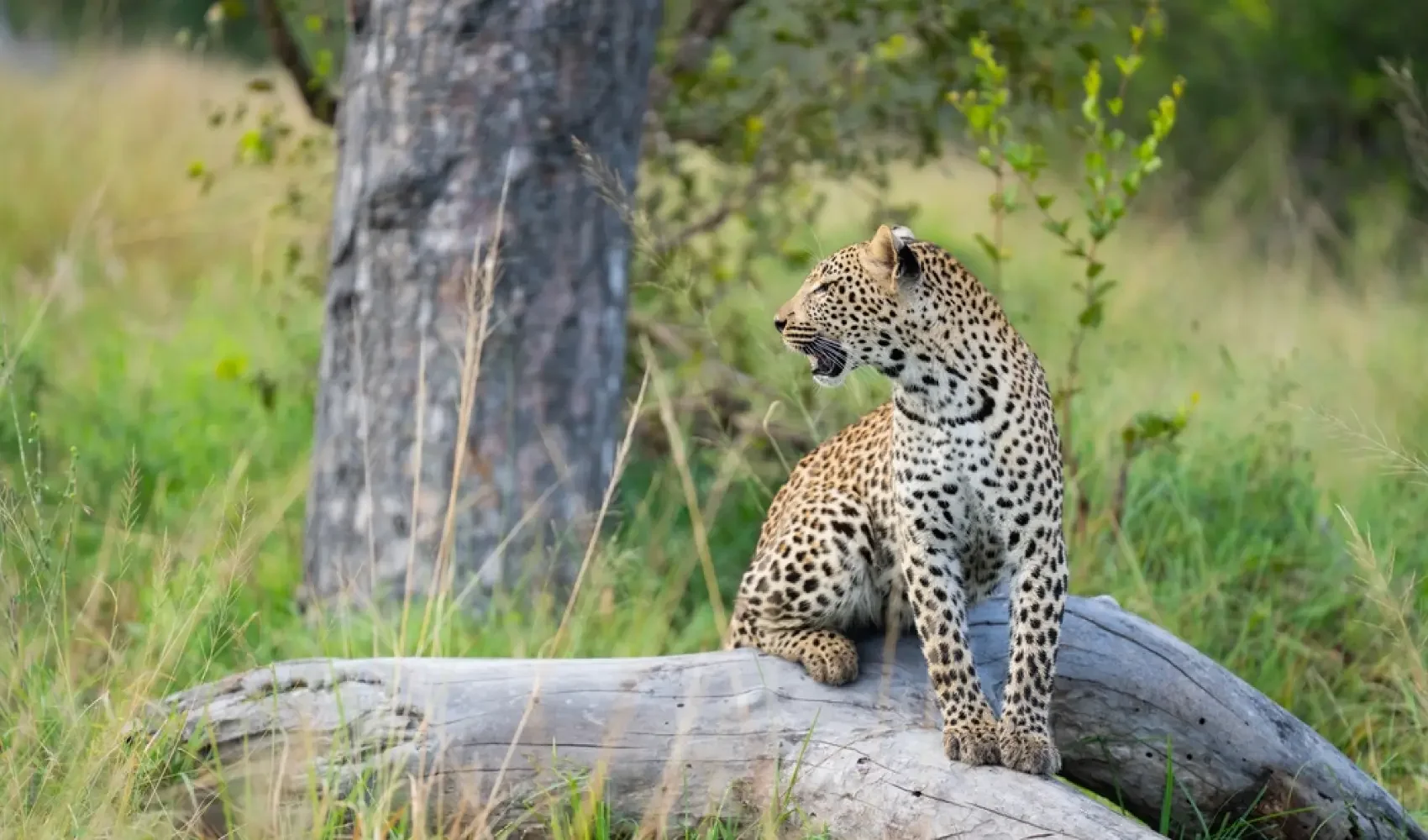 A leopard sitting on a fallen log in a green, grassy area with trees in the background.