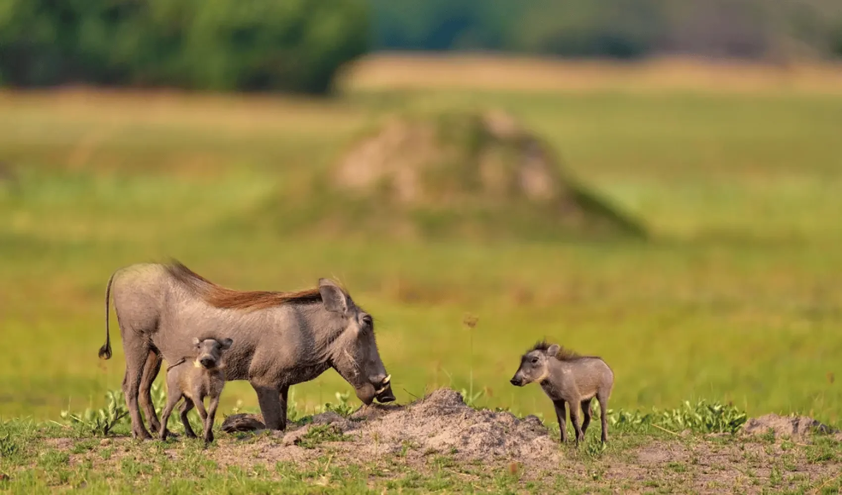 A family of warthogs, including a large adult and three piglets, standing on a grassy field with a blurred background of trees and open land.
