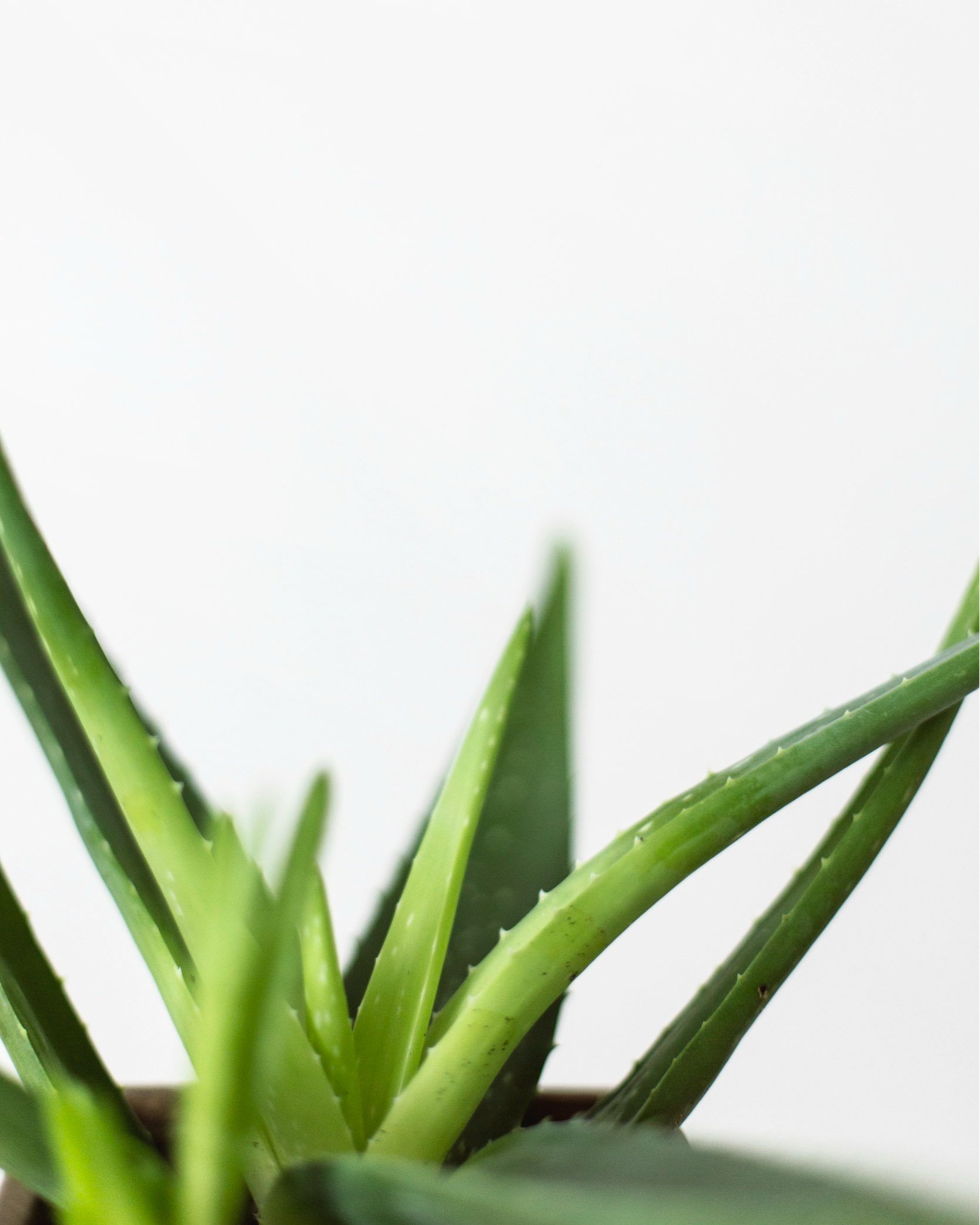 Les bienfaits de l’aloes