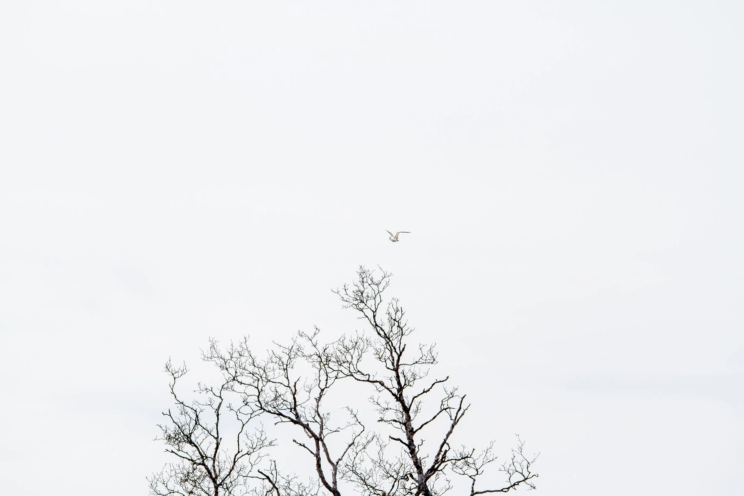 Foto: Stein Valkoinen