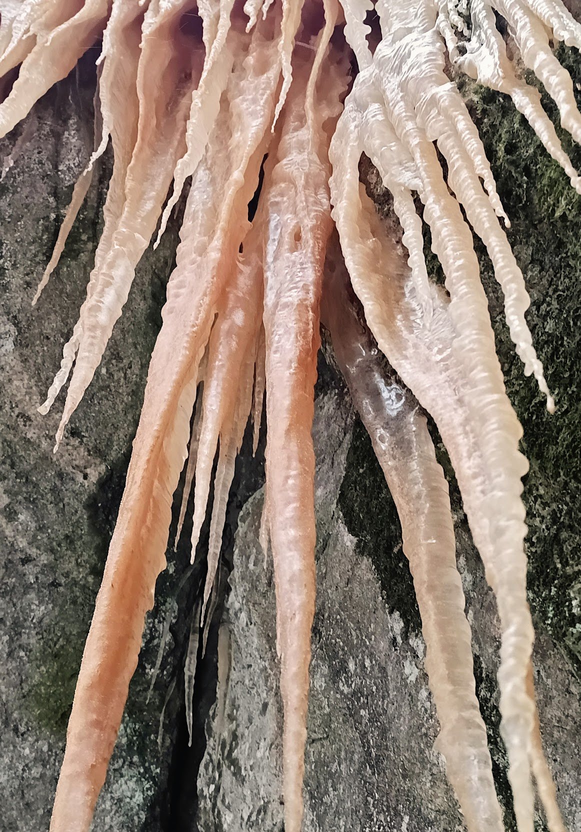 The World is Burning: Finding Resilience through Ecotherapy and Nature-Based Mental Health