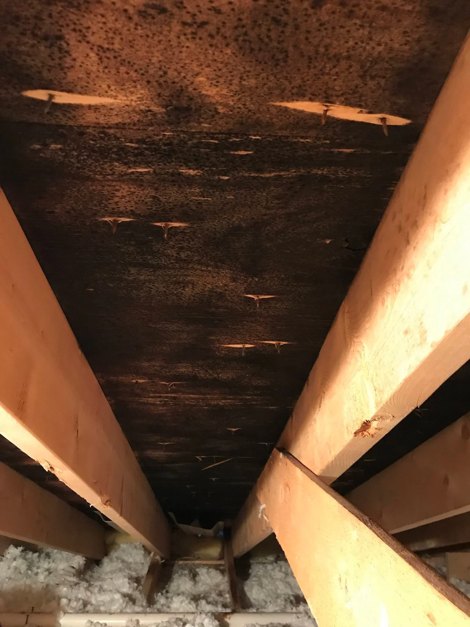 Attention Real Estate Agents &amp; Homeowners!

Selling or buying a home? Don&rsquo;t let attic mold become a deal-breaker.
Check out this recent before-and-after from an attic mold remediation we completed. The difference speaks for itself!

Before: