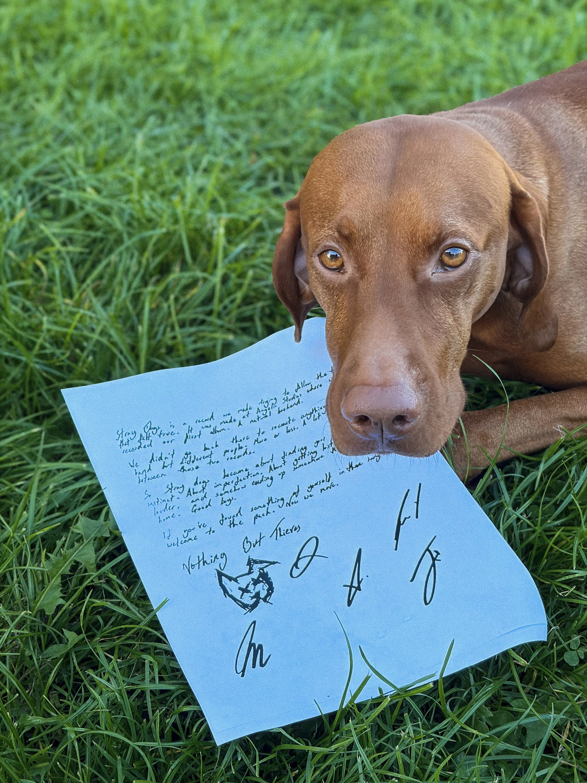 Nothing But Thieves||Signed Lyric Sheet||https://store.jacarandarecords.com/products/nothing-but-thieves-stray-dogs?_pos=1&_sid=ddd2f5684&_ss=r