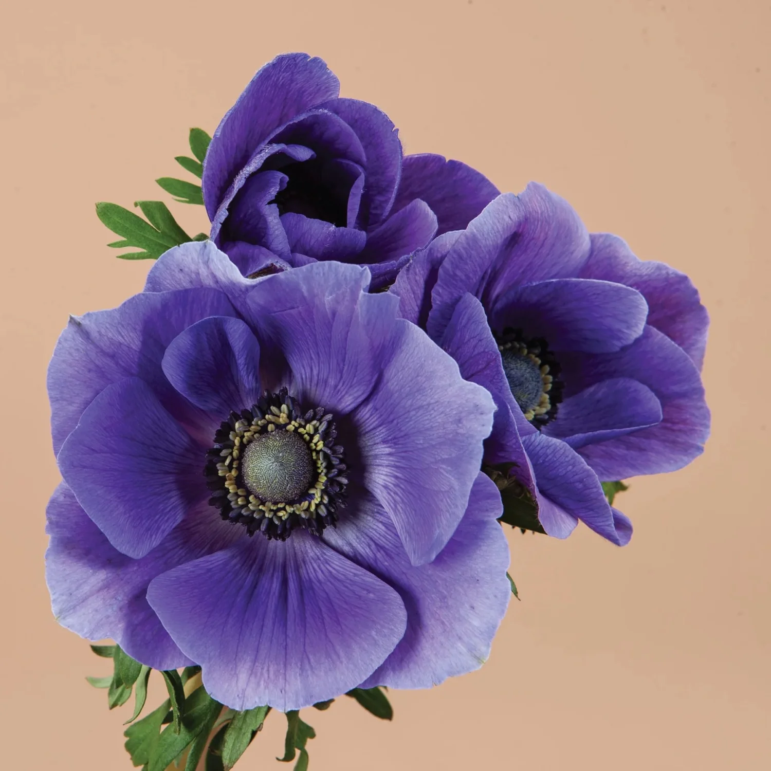 ANEMONE Meron blue — mamalanasflowers