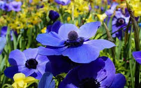 blue ggalilee.jpeg