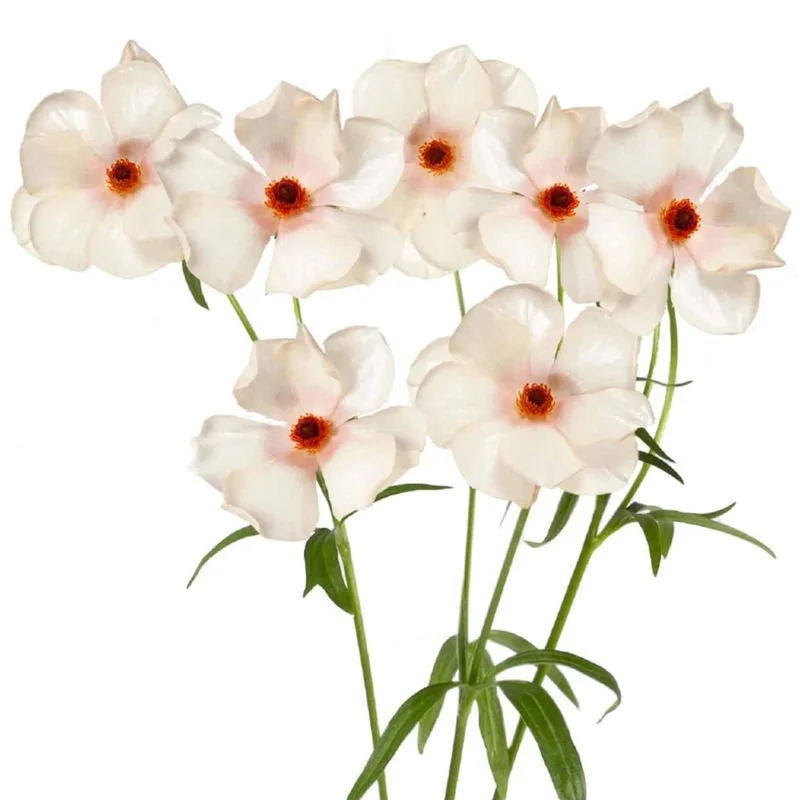 melisa ranunc butterfly.jpeg