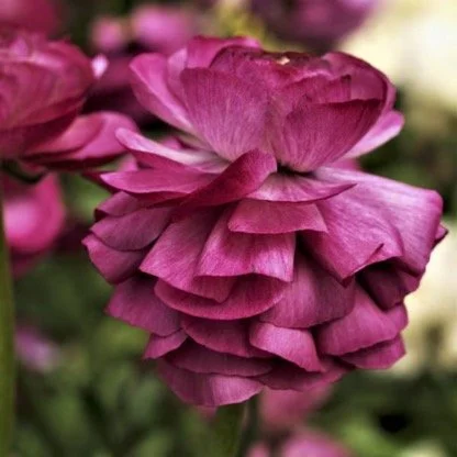 Ranunculus telcolote Merlot