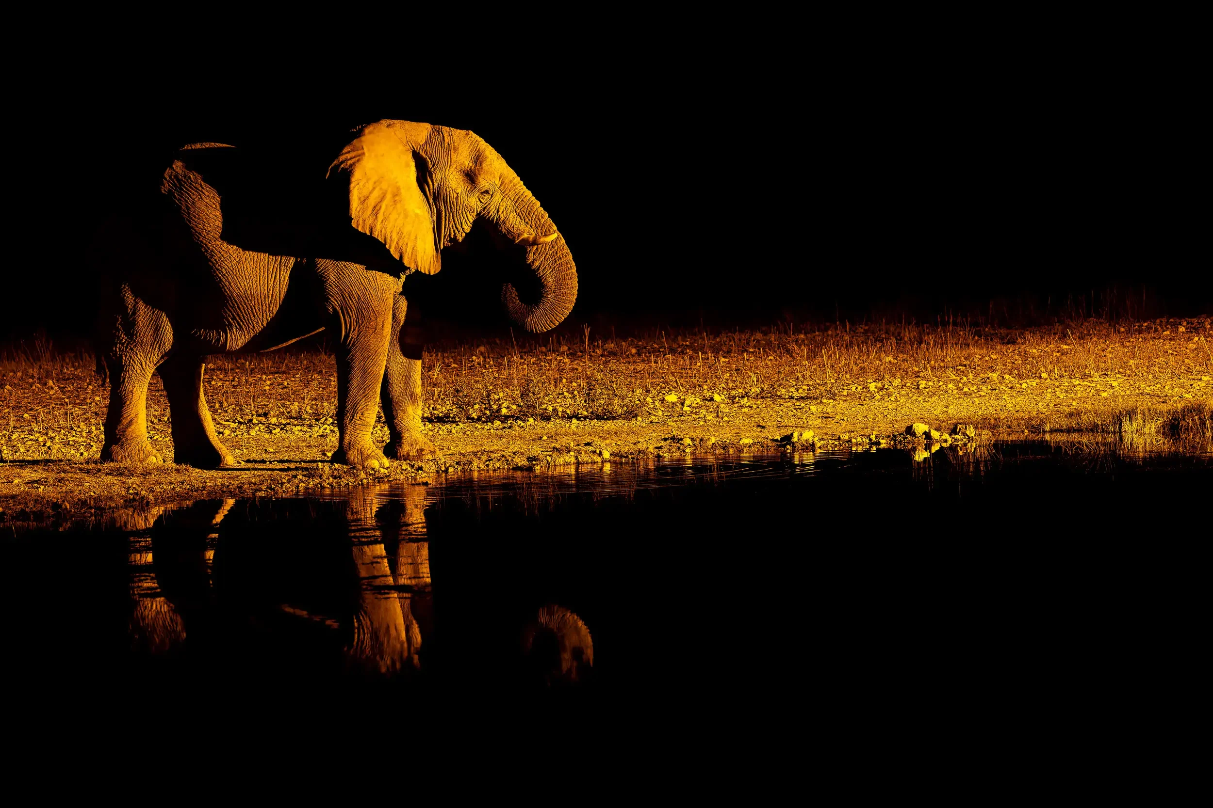 An elephant standing on the edge of a body of water at night, illuminated by a warm light with its reflection visible in the water.
