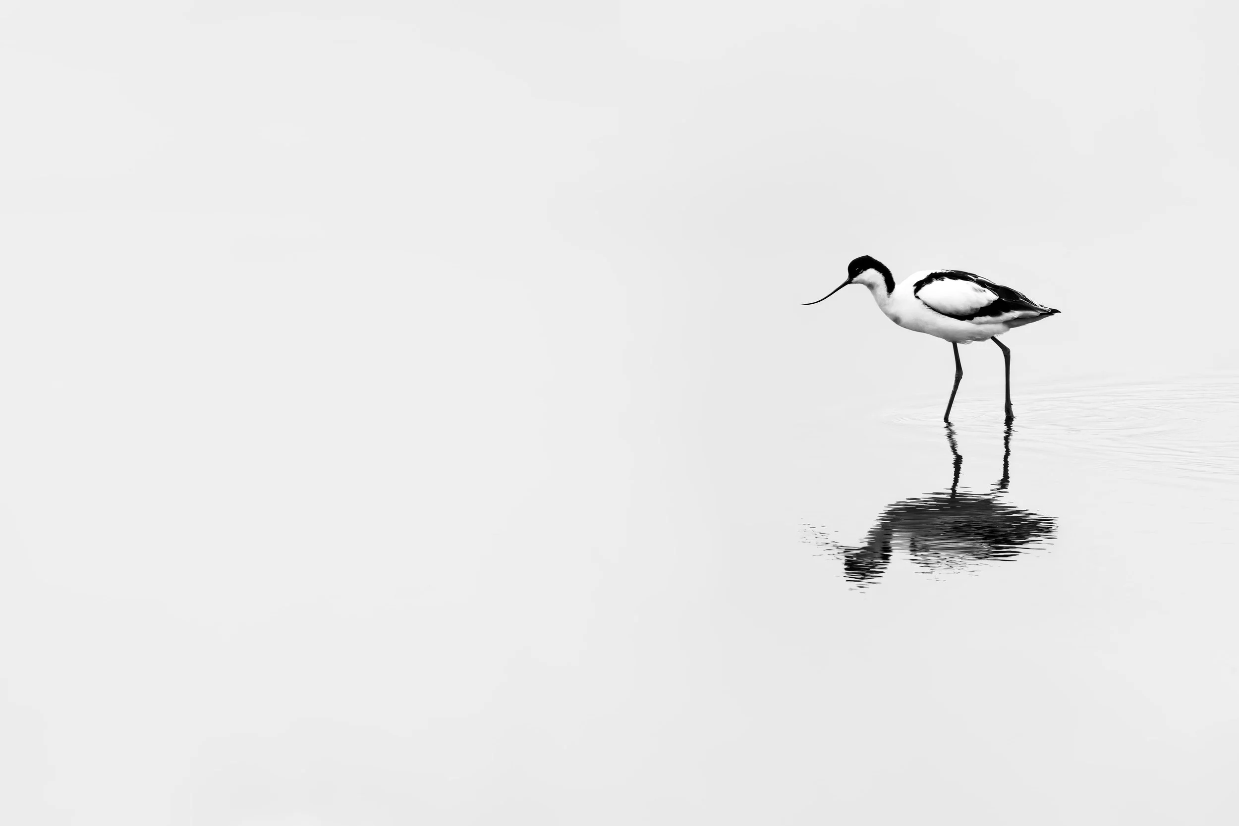 A black and white photograph of a bird standing in shallow water, with its reflection visible on the surface.