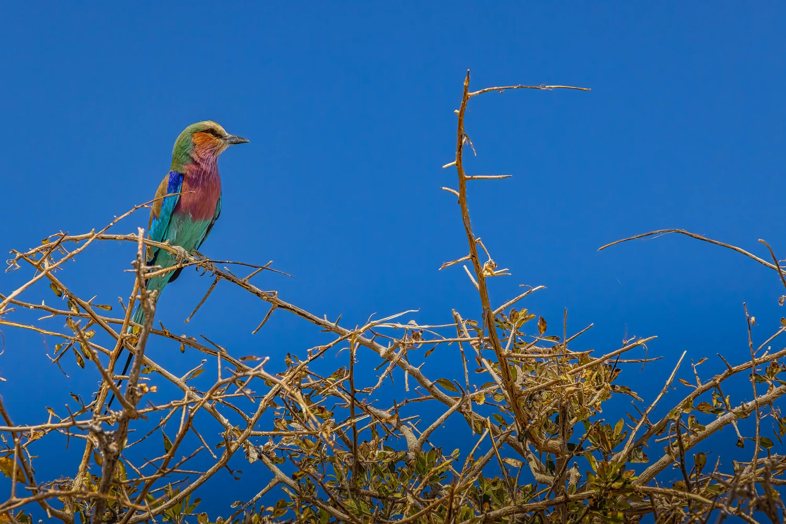 Colorful bird with green, pink, and blue feathers perched on a dry, thorny branch against a bright blue sky.